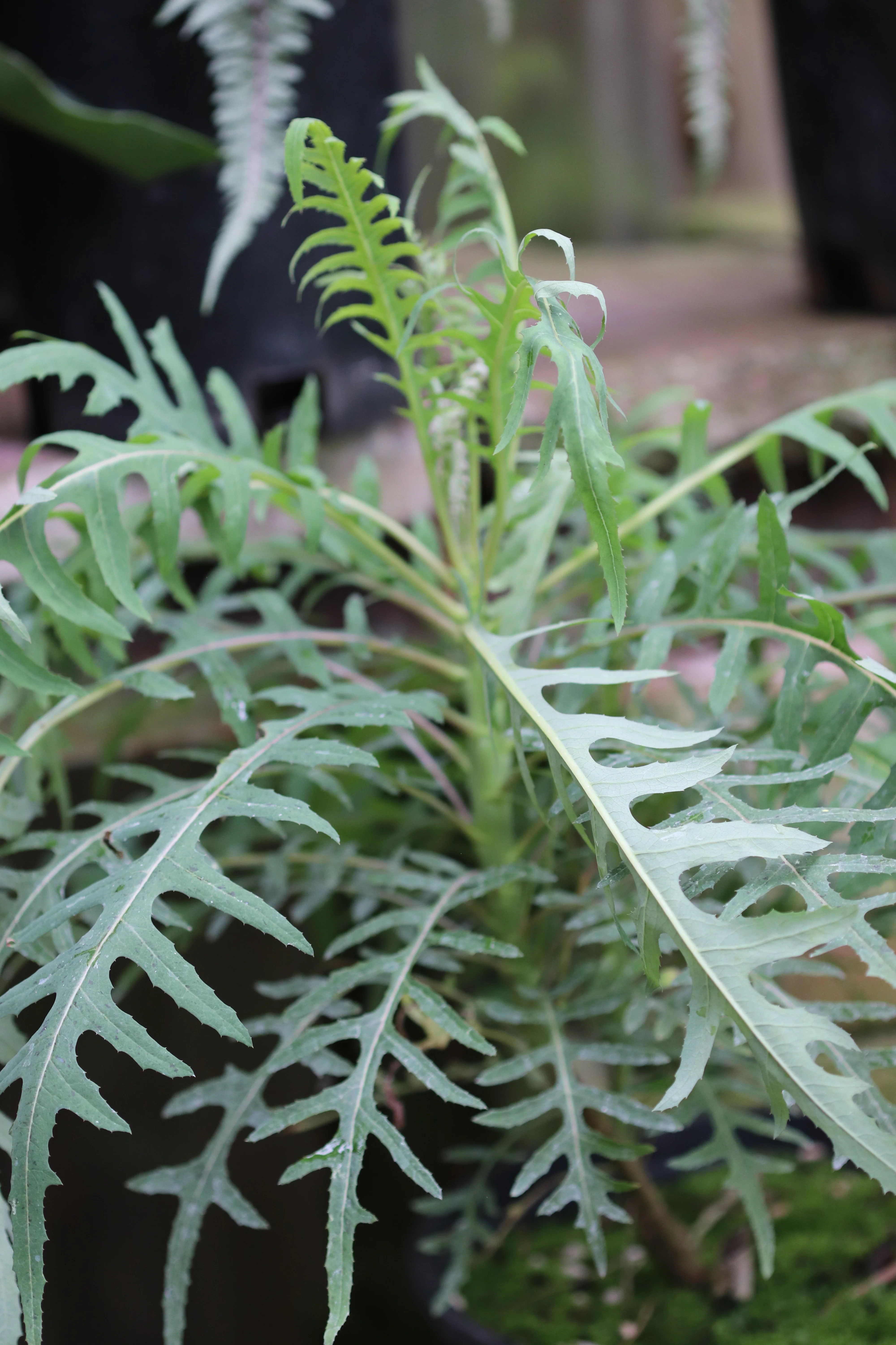 *RETAIL - Sonchus palmensis