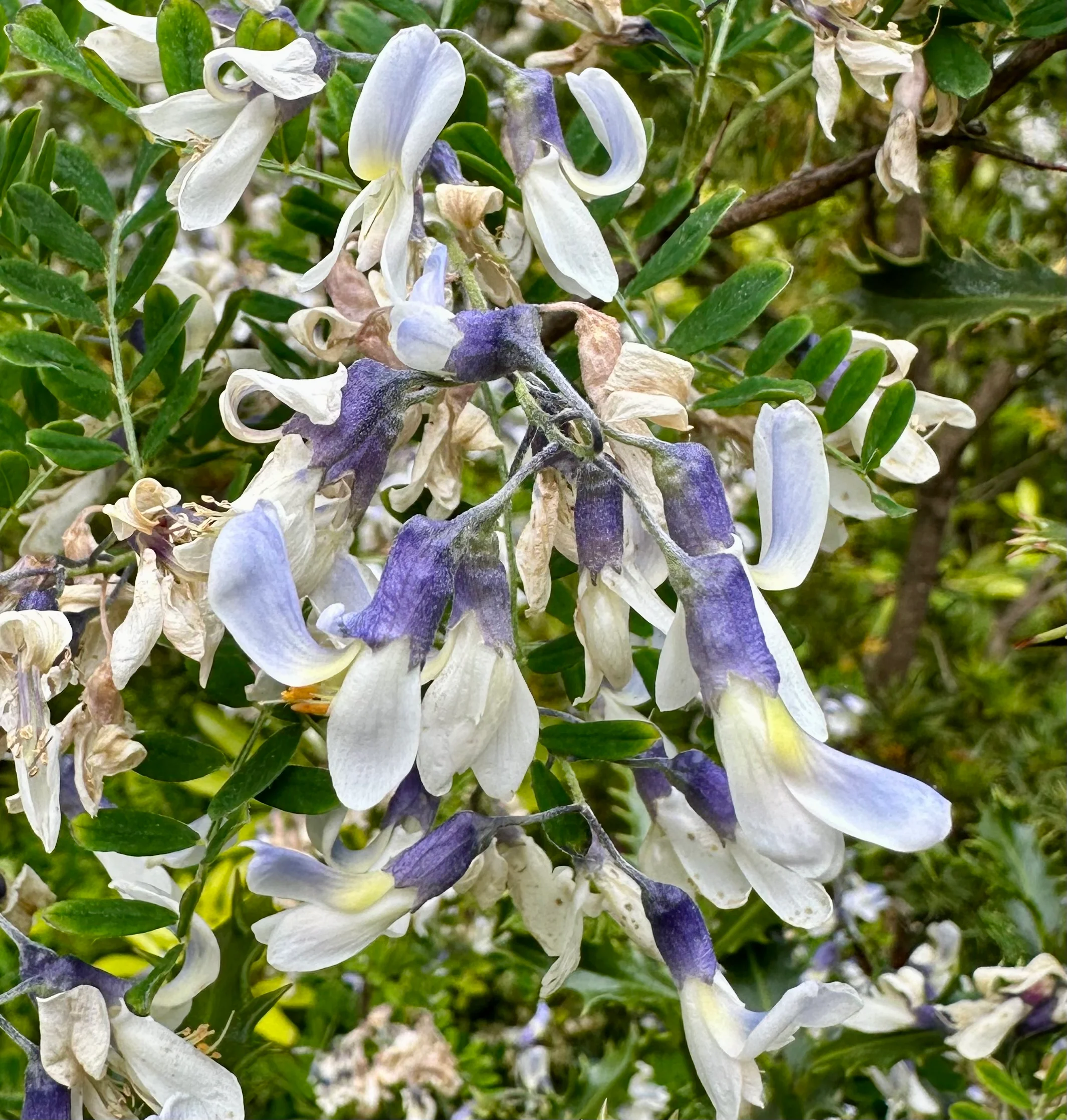 *RETAIL - Sophora davidii - Image 2