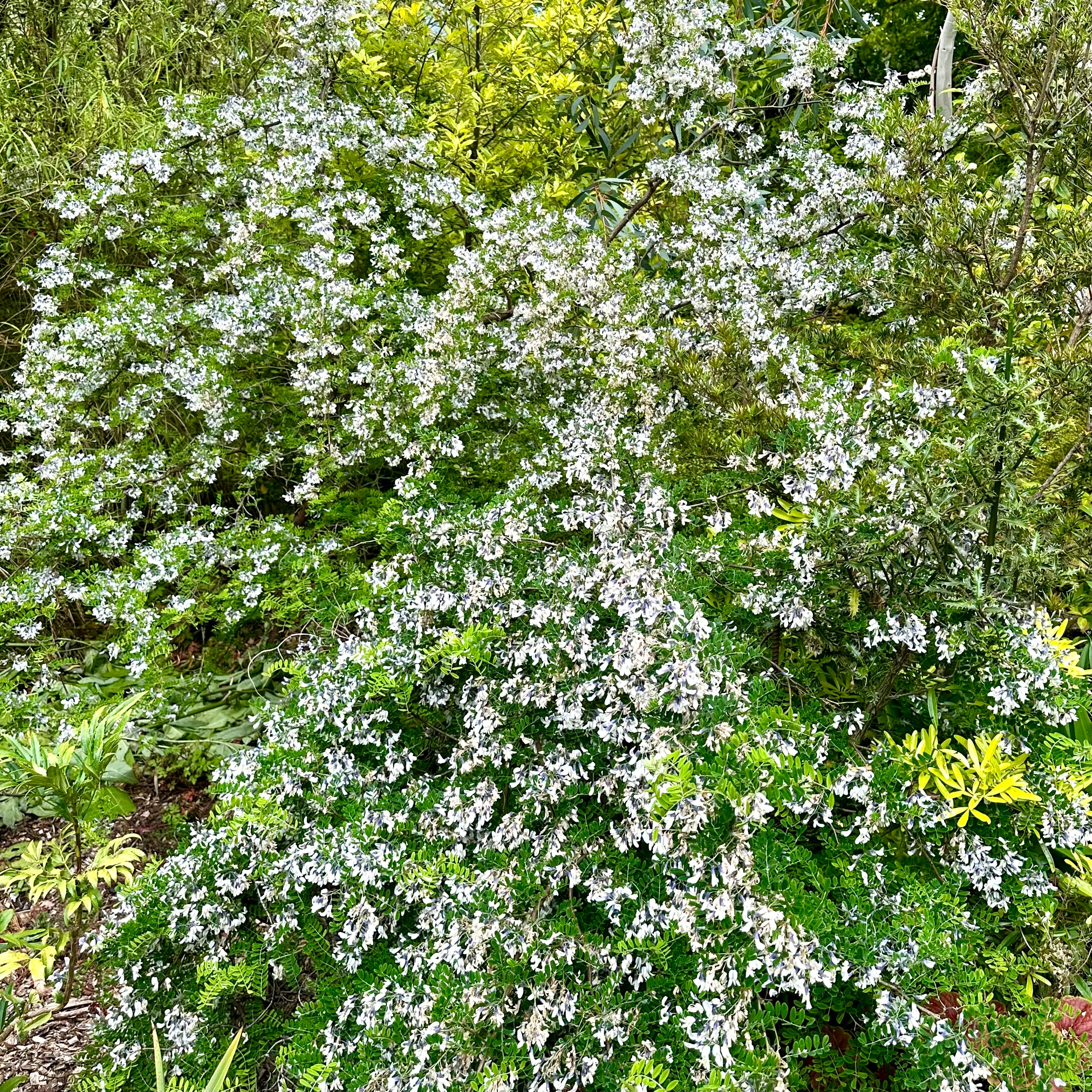 *RETAIL - Sophora davidii - Image 3