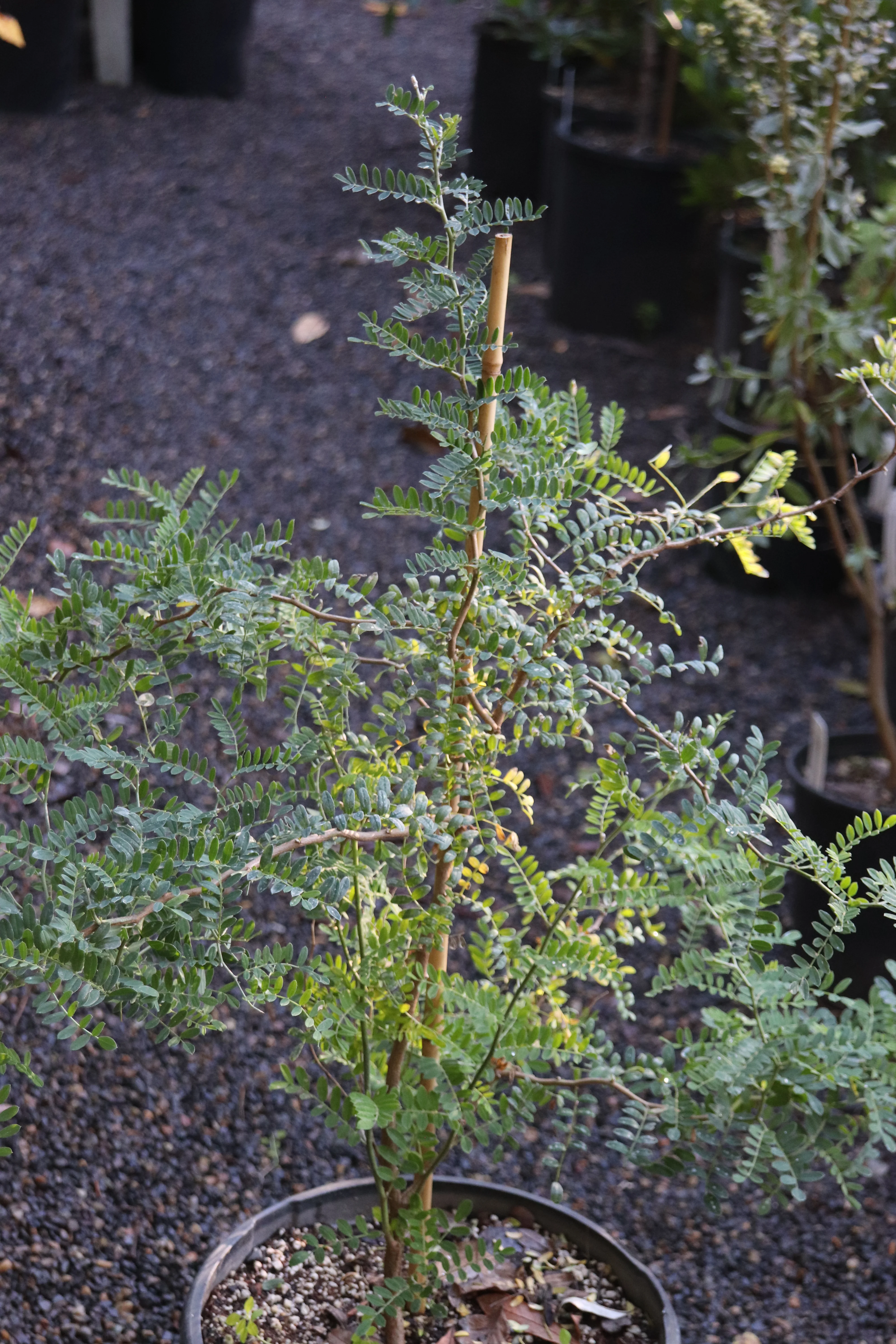 *RETAIL - Sophora davidii - Image 4