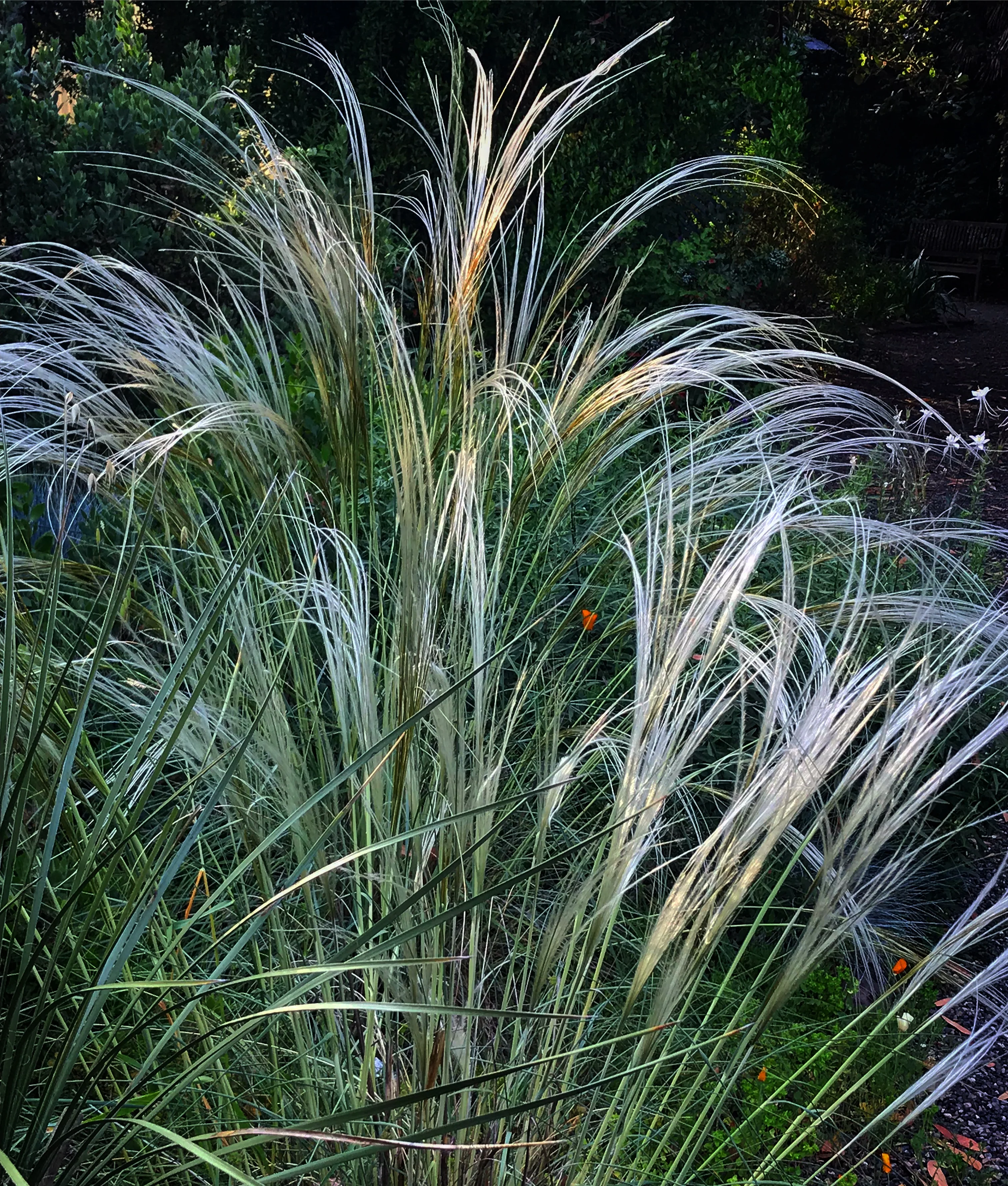 Stipa barbata - Image 2