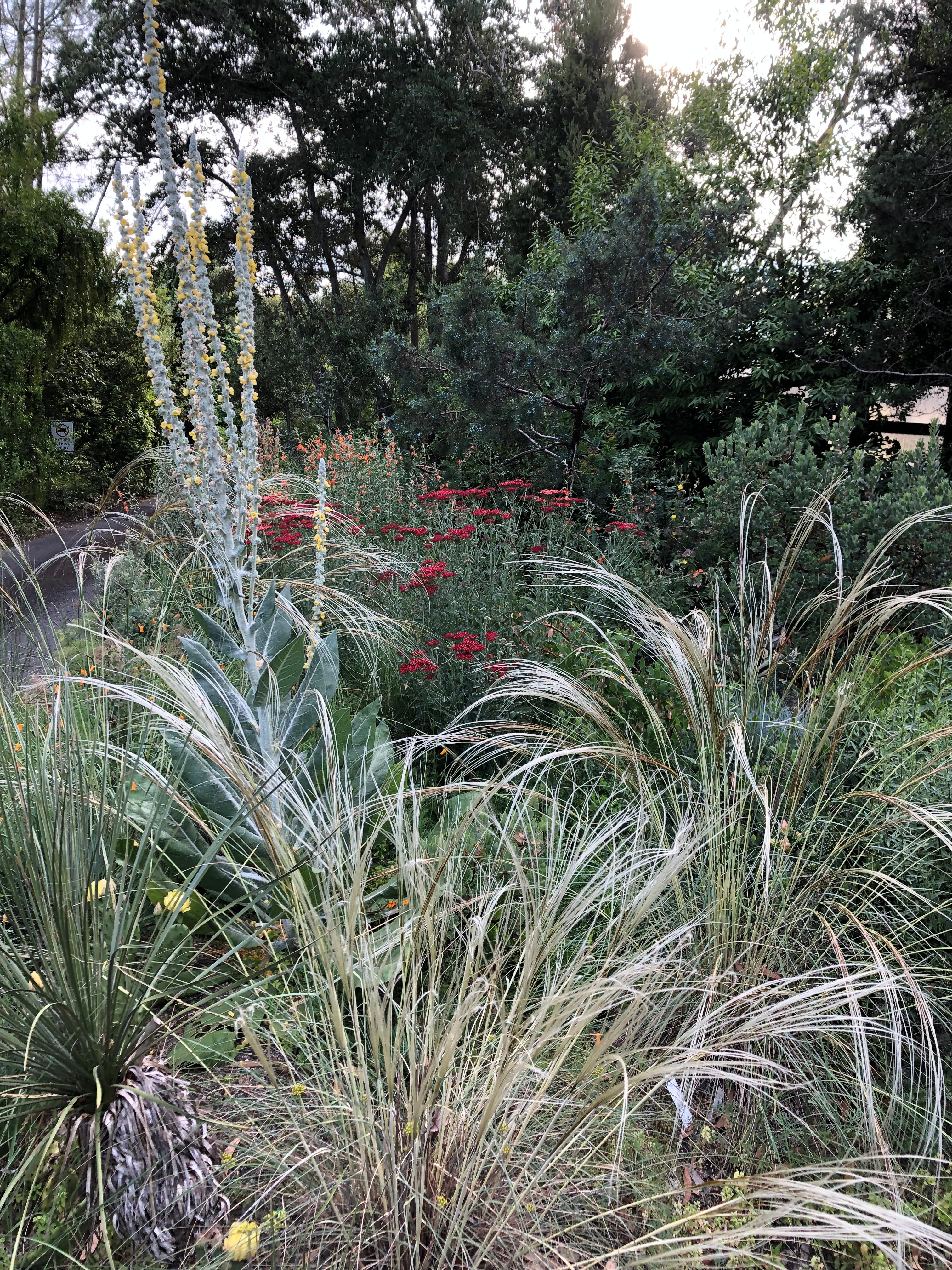 Stipa barbata - Image 3