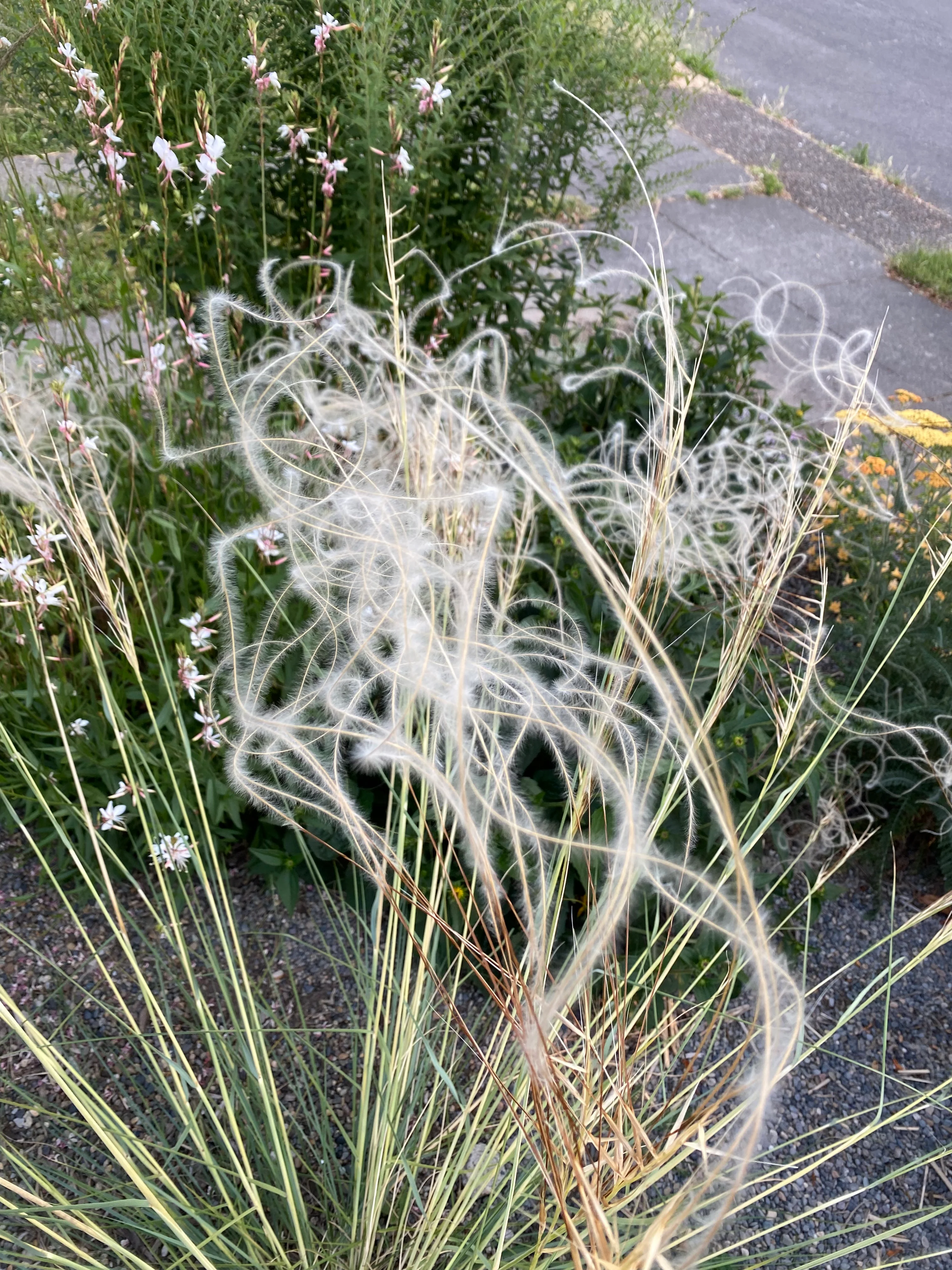 Stipa barbata - Image 4