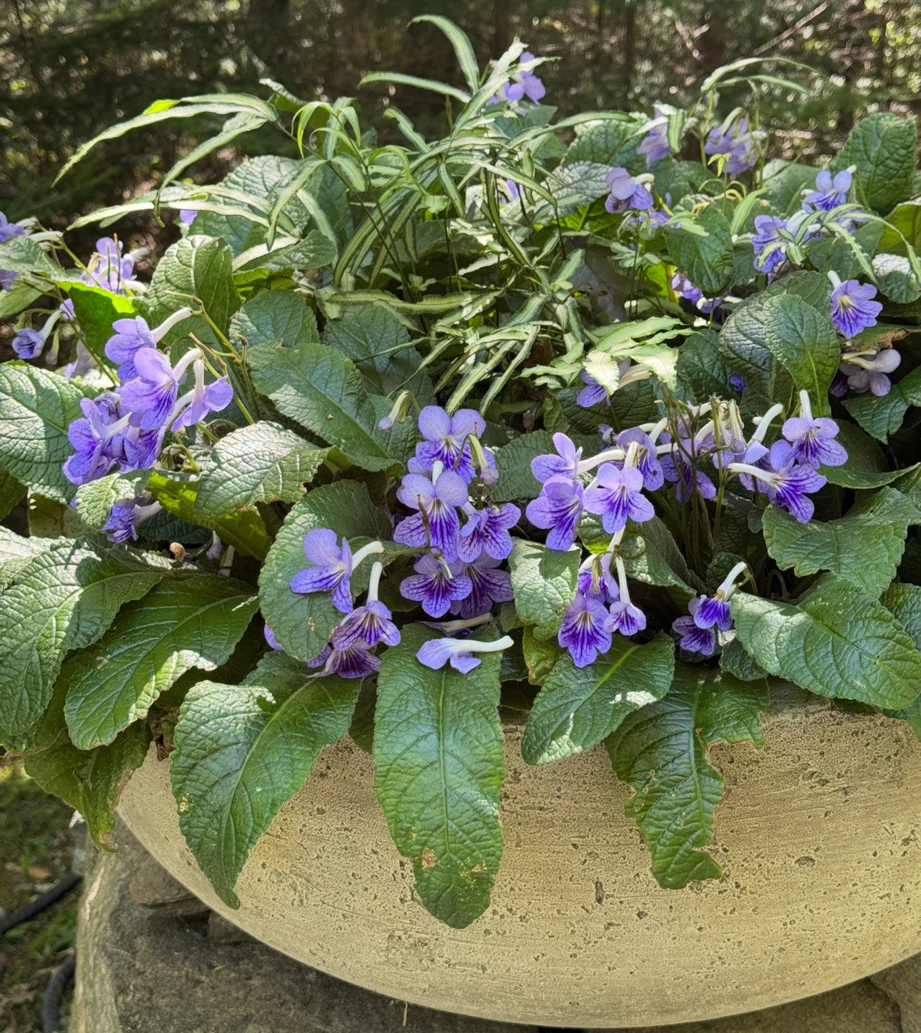 *RETAIL - Streptocarpus 'Bethan' - Image 2