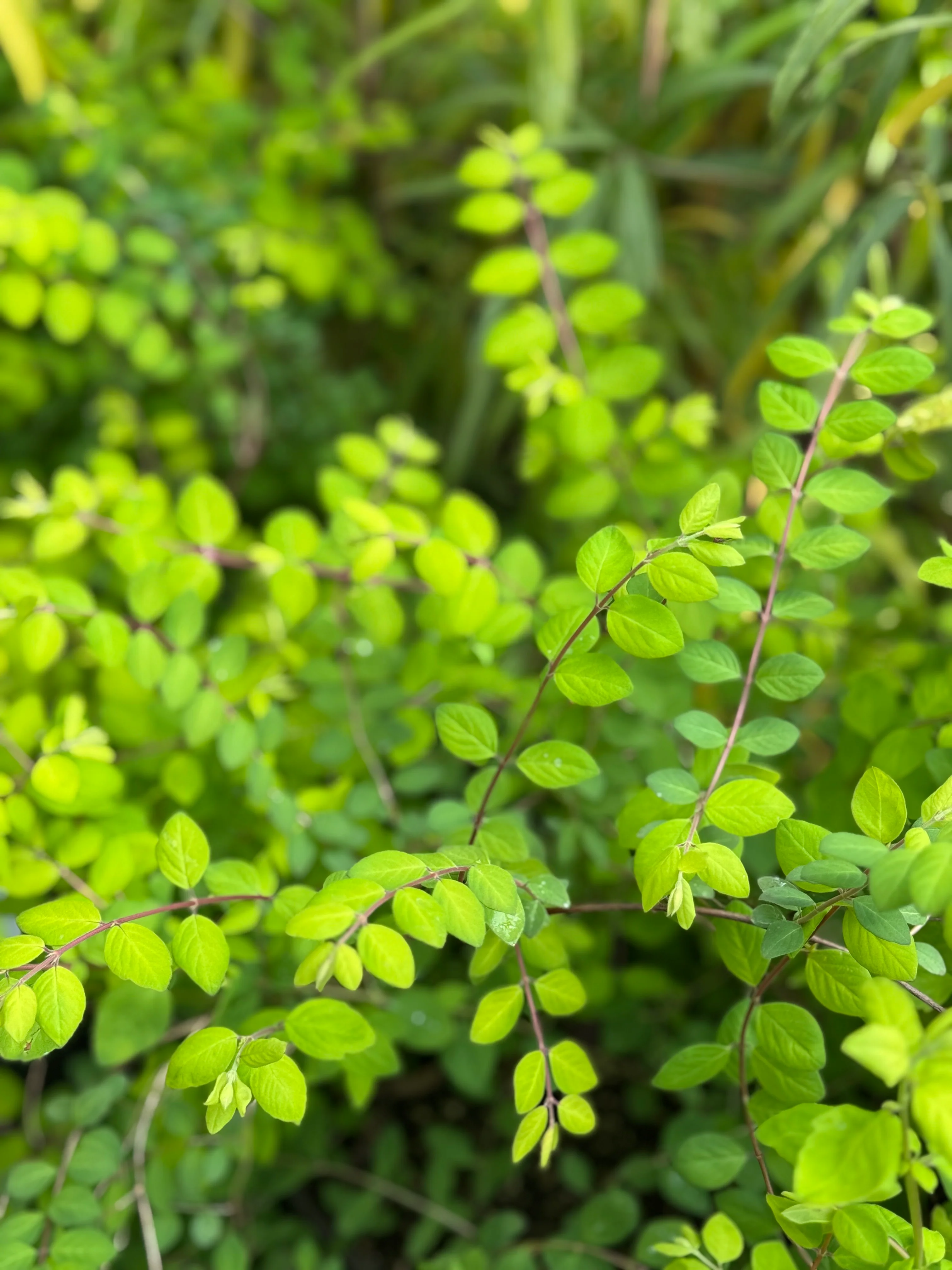 *RETAIL - Symphoricarpos orbiculatus - Image 2