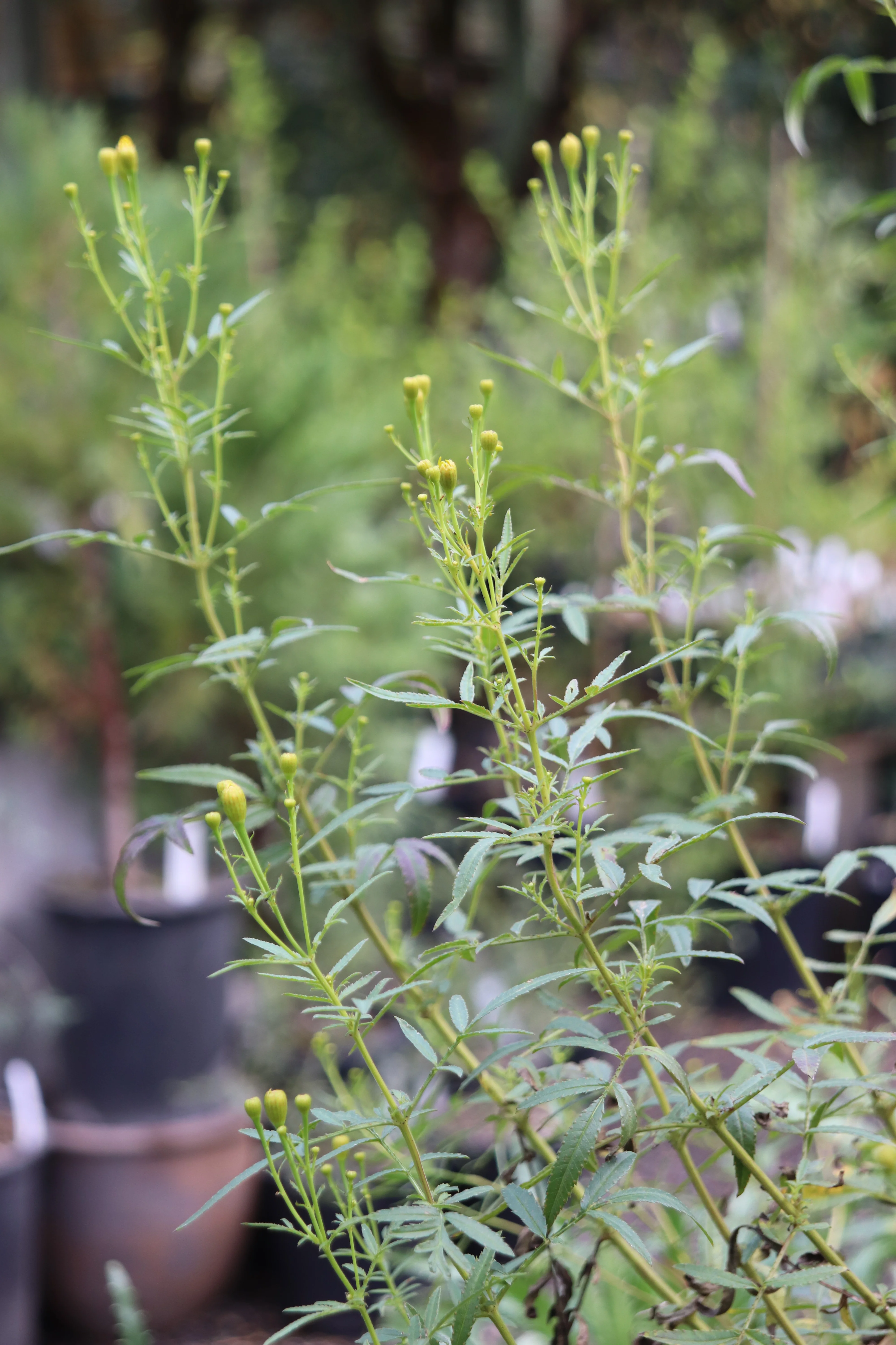 *RETAIL - Tagetes lemmonii - Image 2