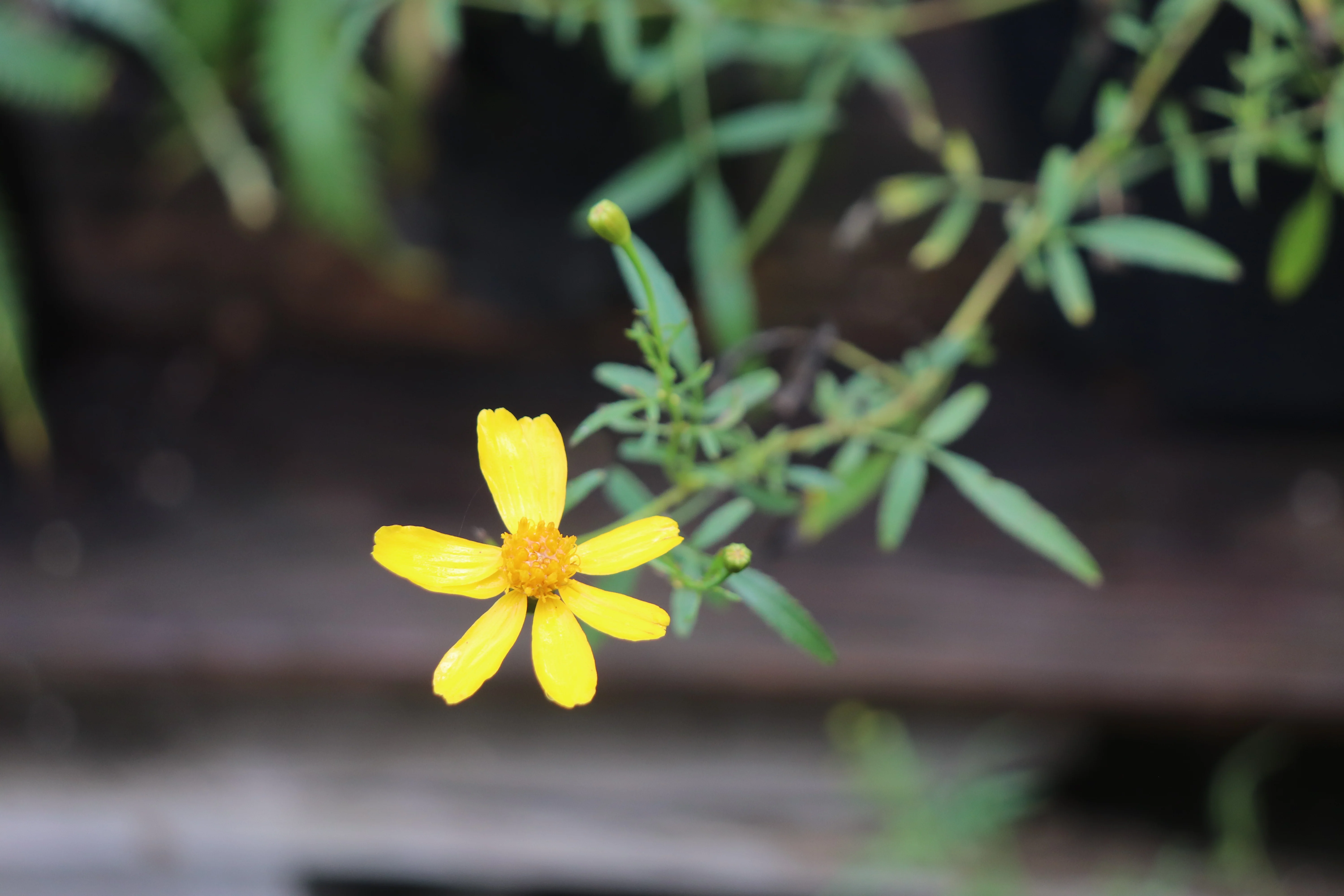 *RETAIL - Tagetes lemmonii - Image 3