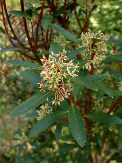*RETAIL - Drimys lanceolata