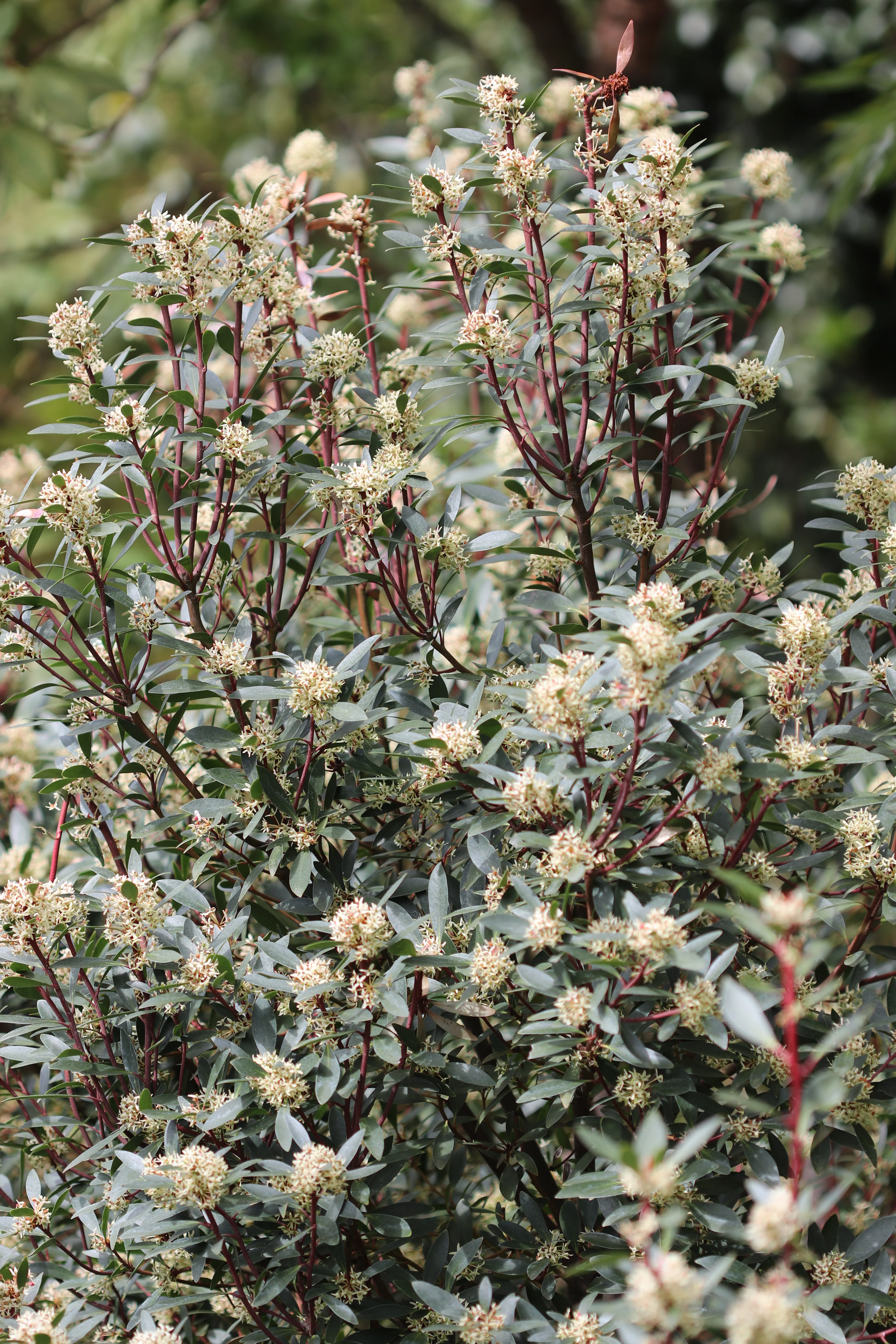 *RETAIL - Drimys lanceolata - Image 2