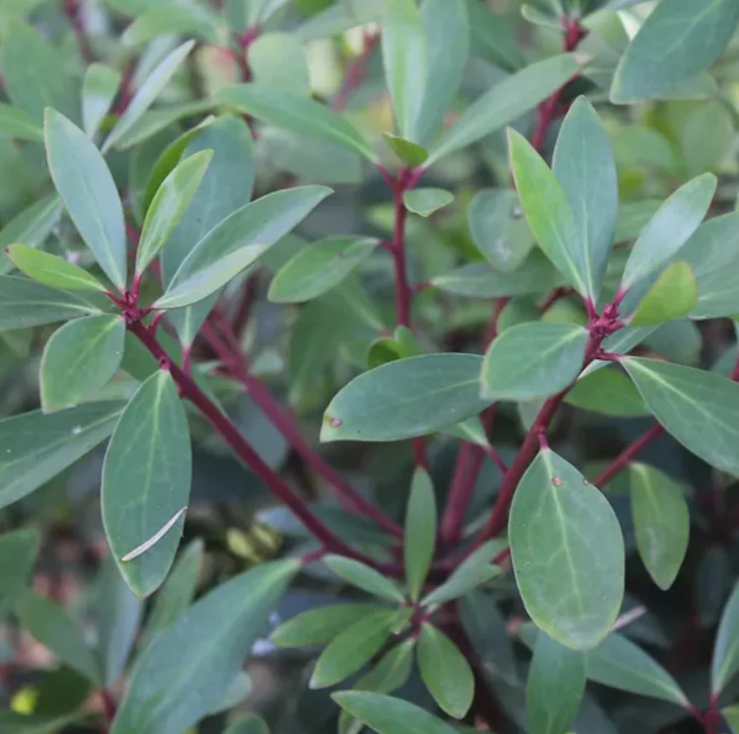 *RETAIL - Drimys lanceolata - Image 3