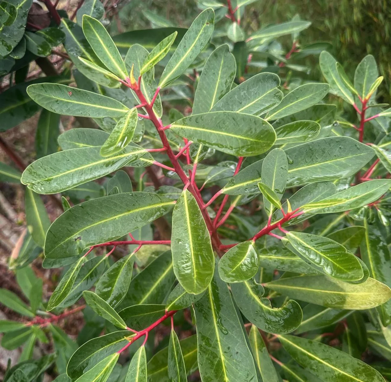 *RETAIL - Drimys lanceolata - Image 4