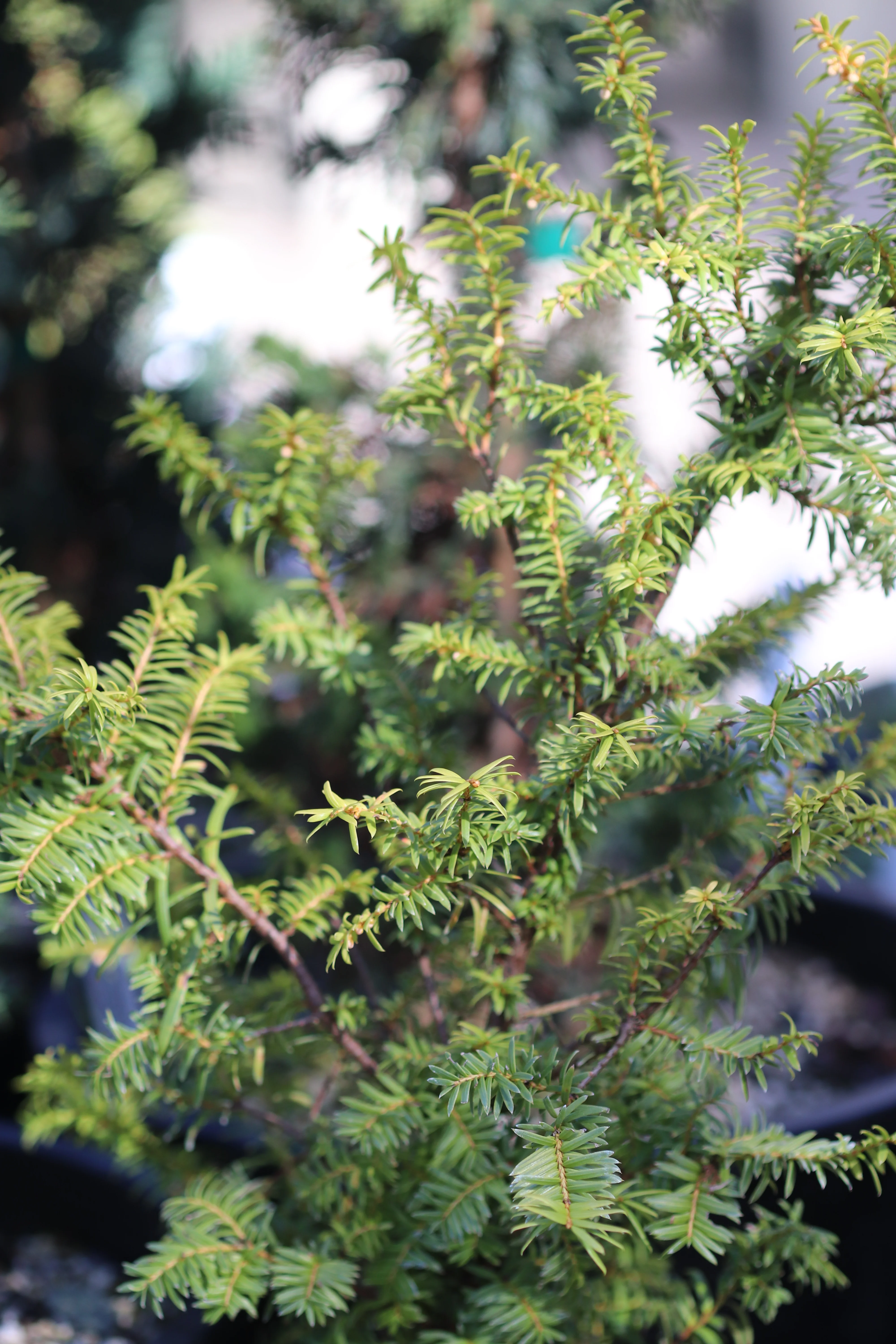 *RETAIL - Taxus baccata 'Repandans Aurea' - Image 2