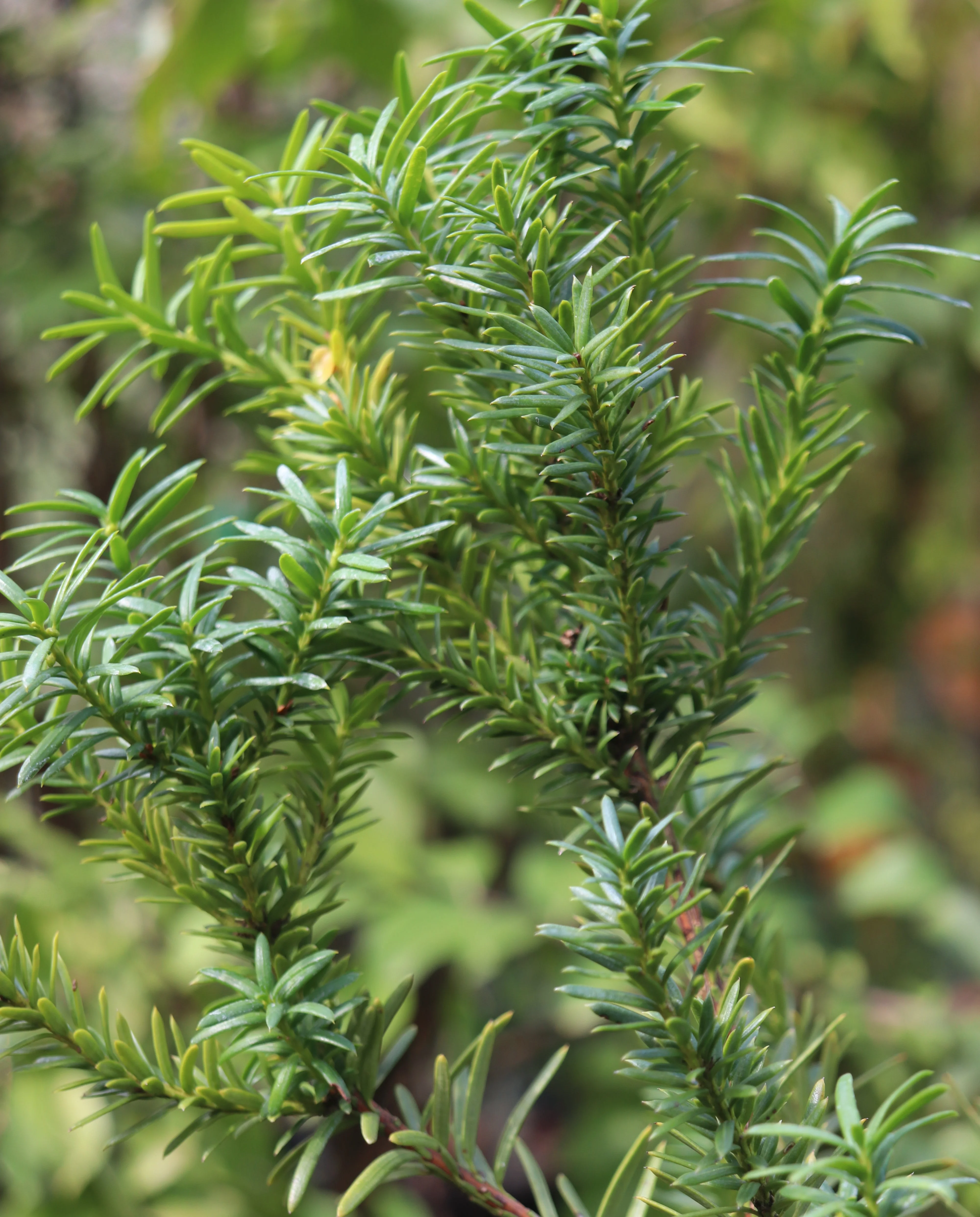 *RETAIL - Taxus x media 'Hicksii' - Image 2