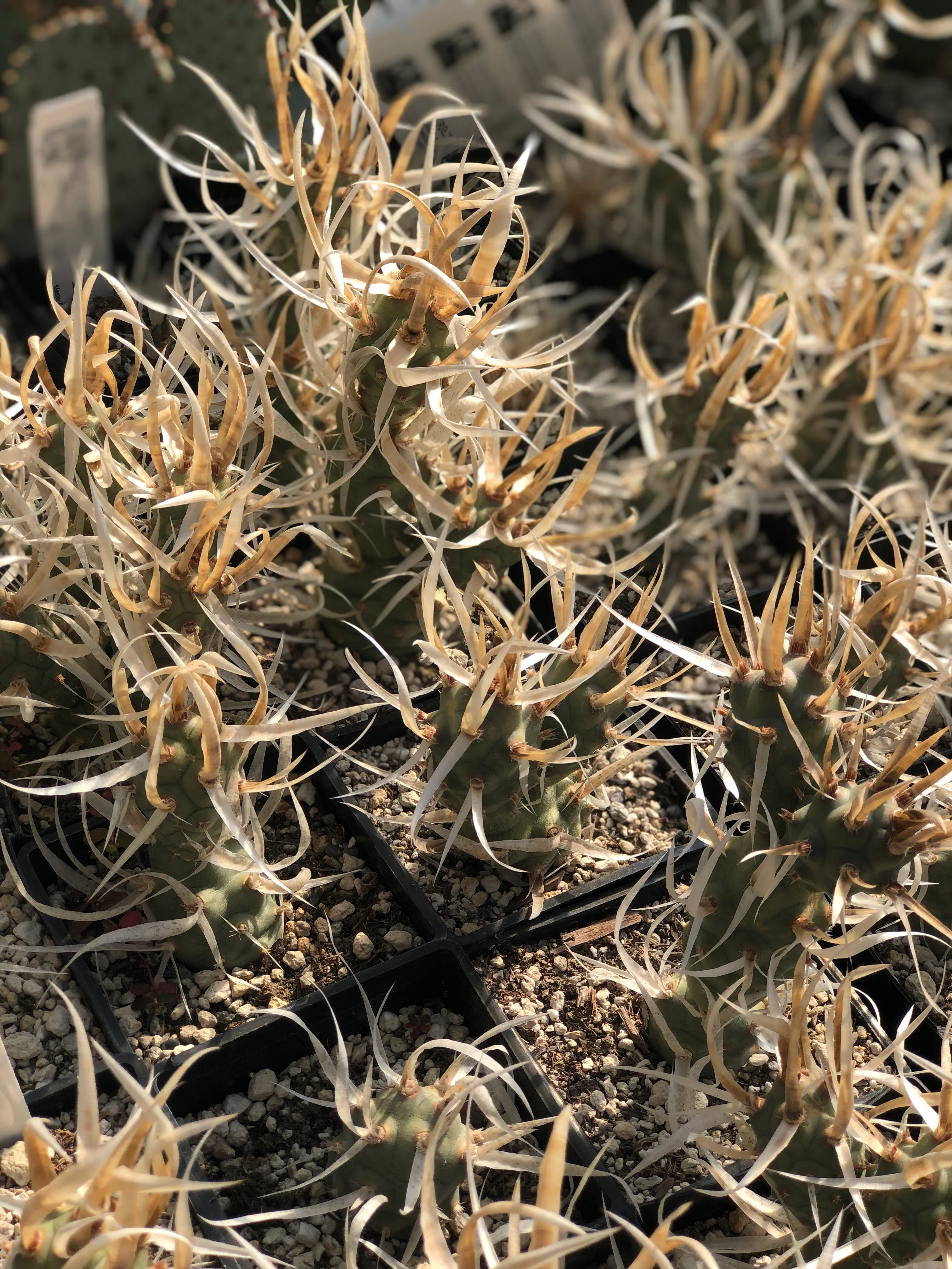 *RETAIL - Tephrocactus articulatus 'Silver Straw' - Image 2