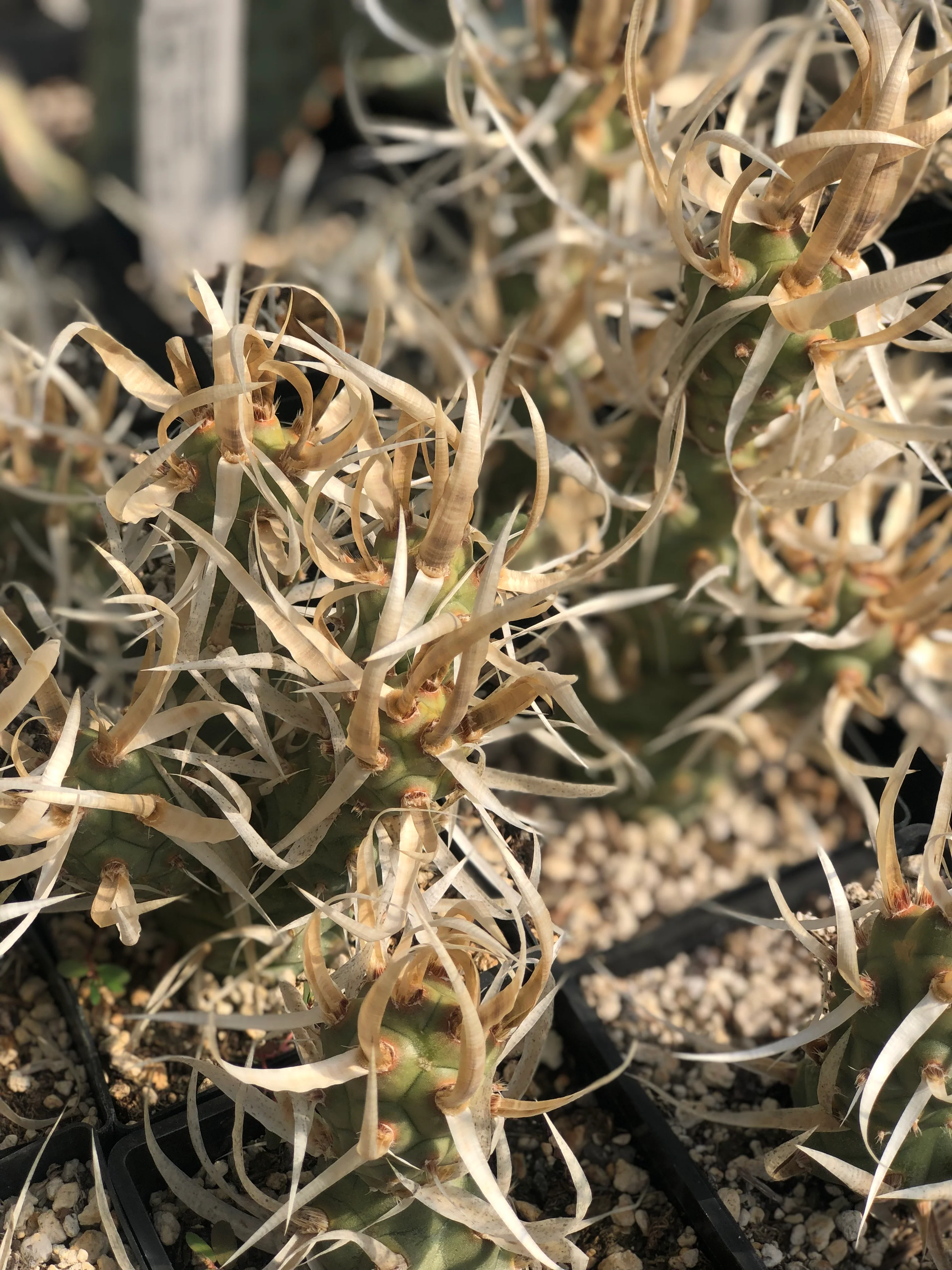 *RETAIL - Tephrocactus articulatus 'Silver Straw' - Image 3
