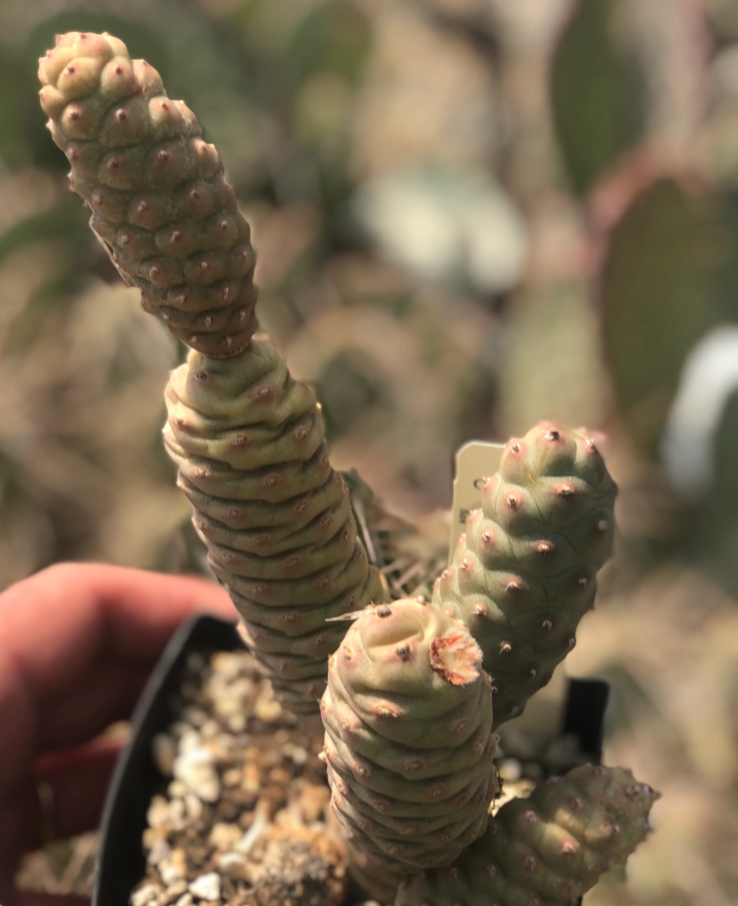 Tephrocactus articulatus var. strobiliformis - Image 2