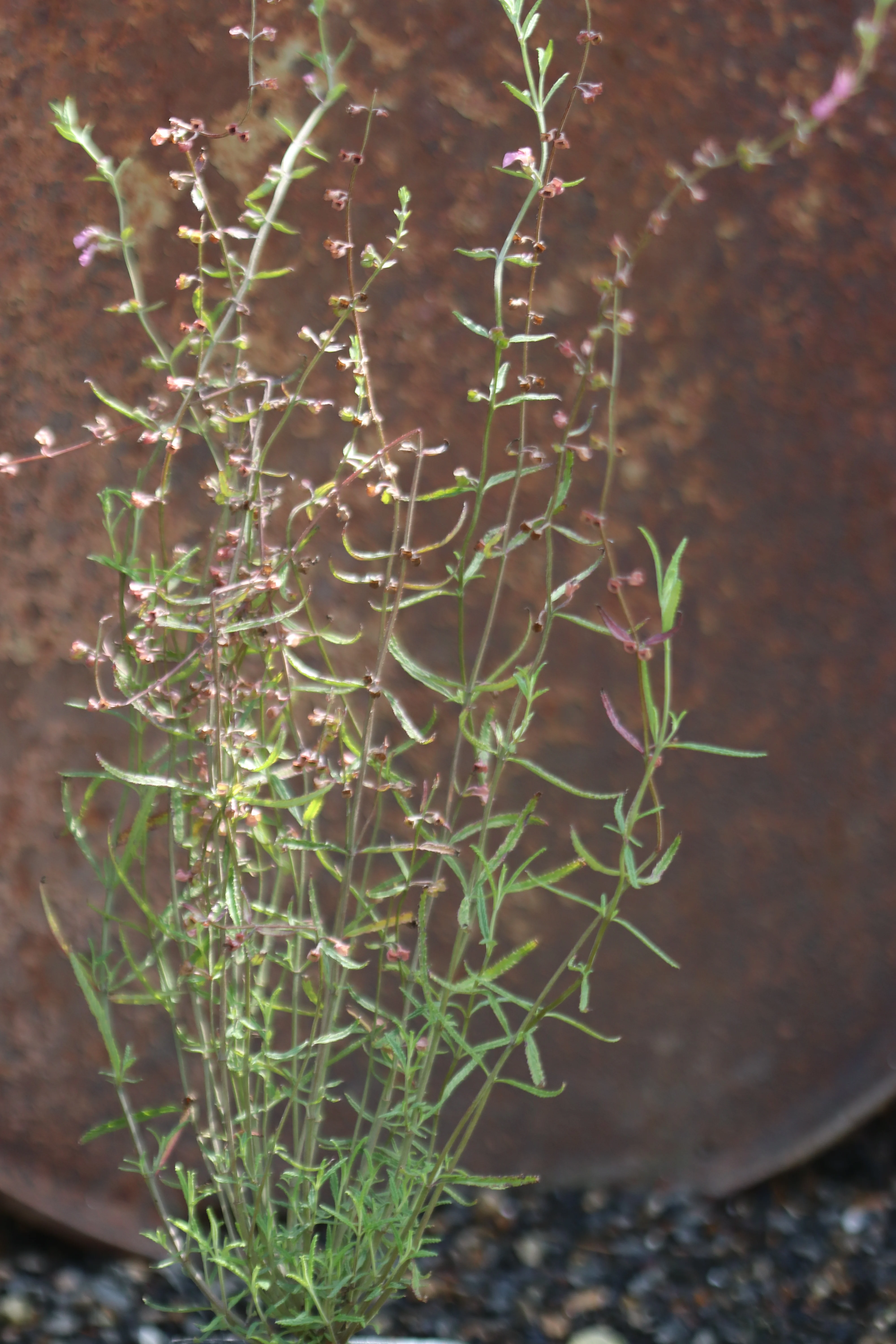 *RETAIL - Teucrium asiaticum