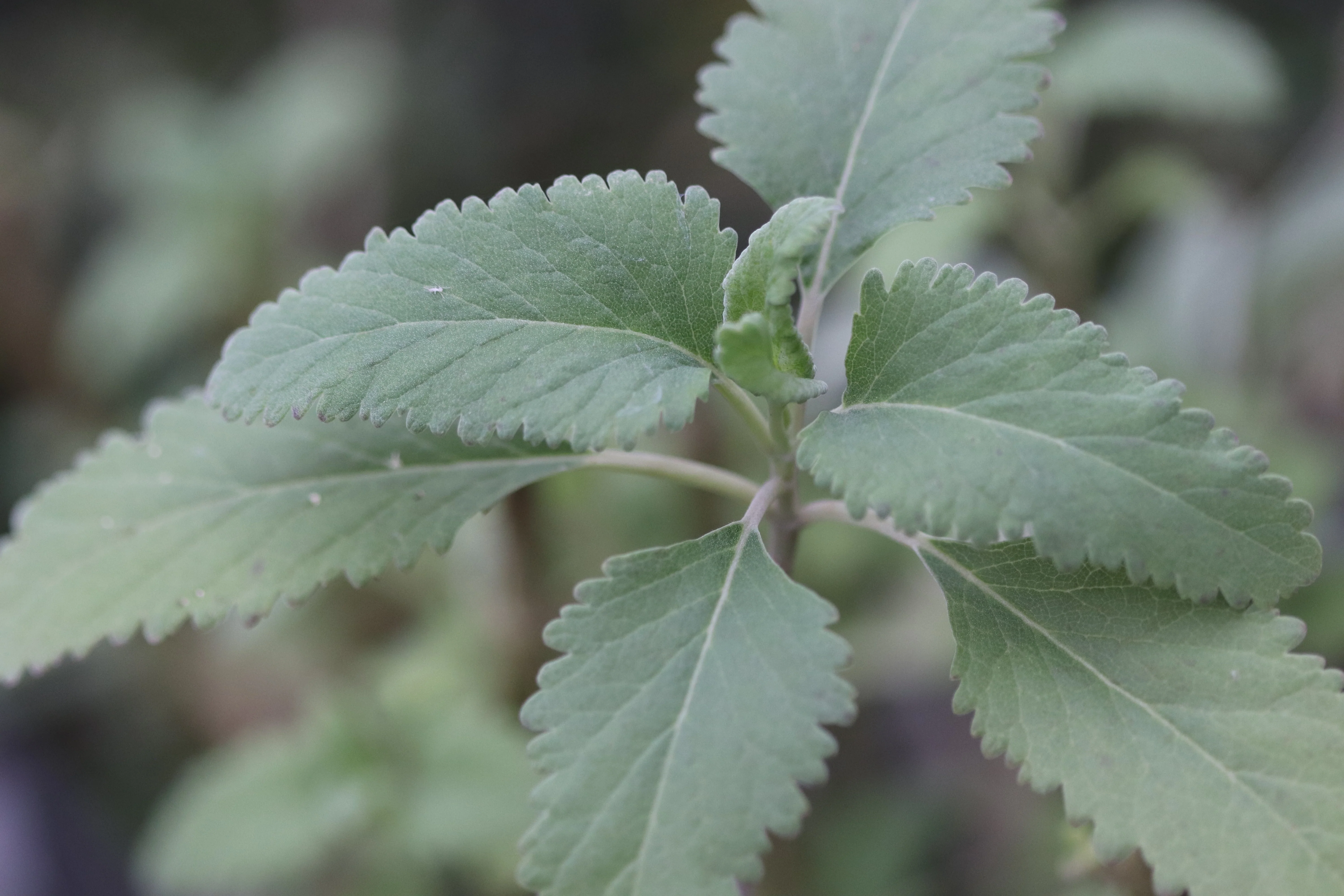 *RETAIL - Teucrium betonicum - Image 2
