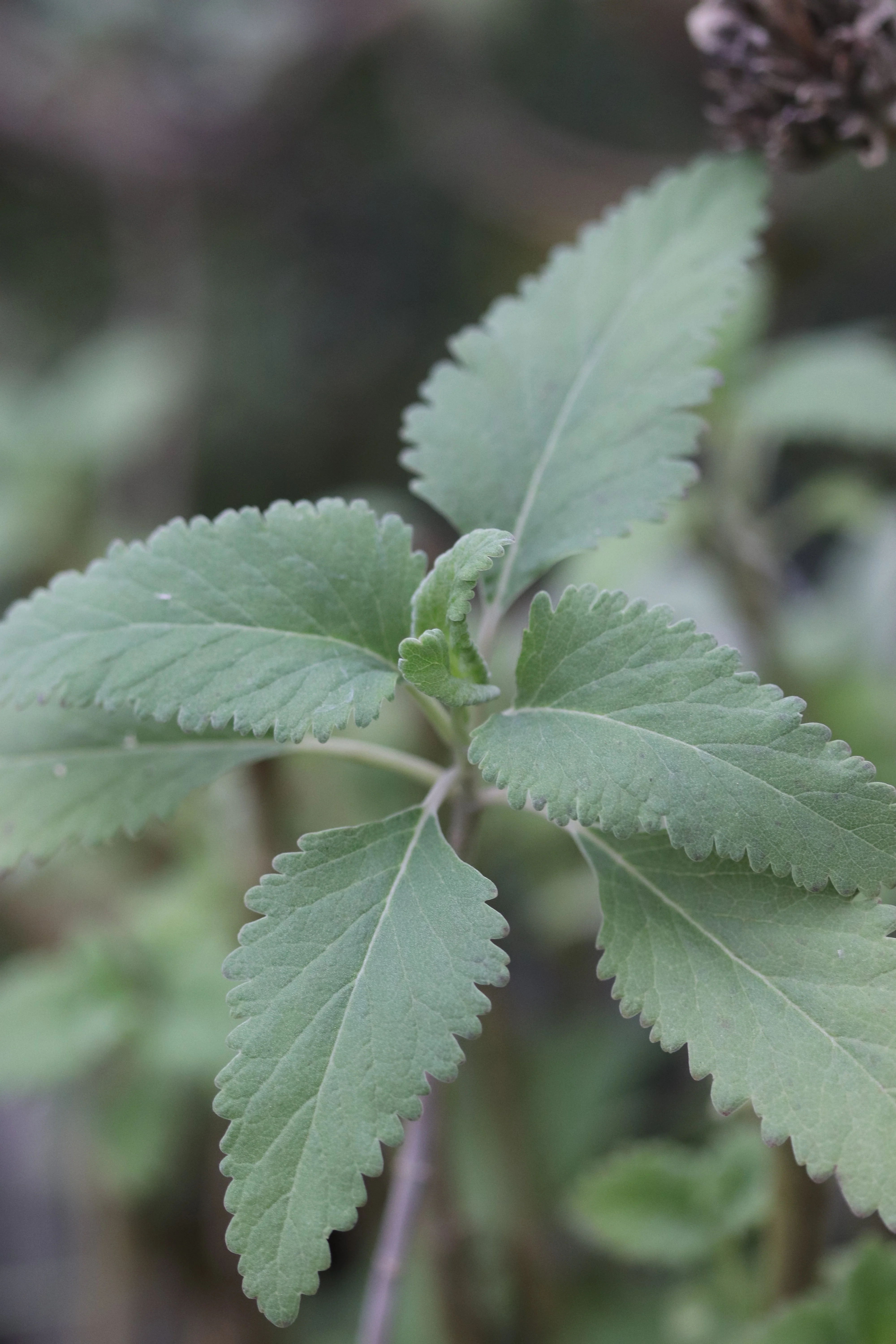*RETAIL - Teucrium betonicum - Image 3