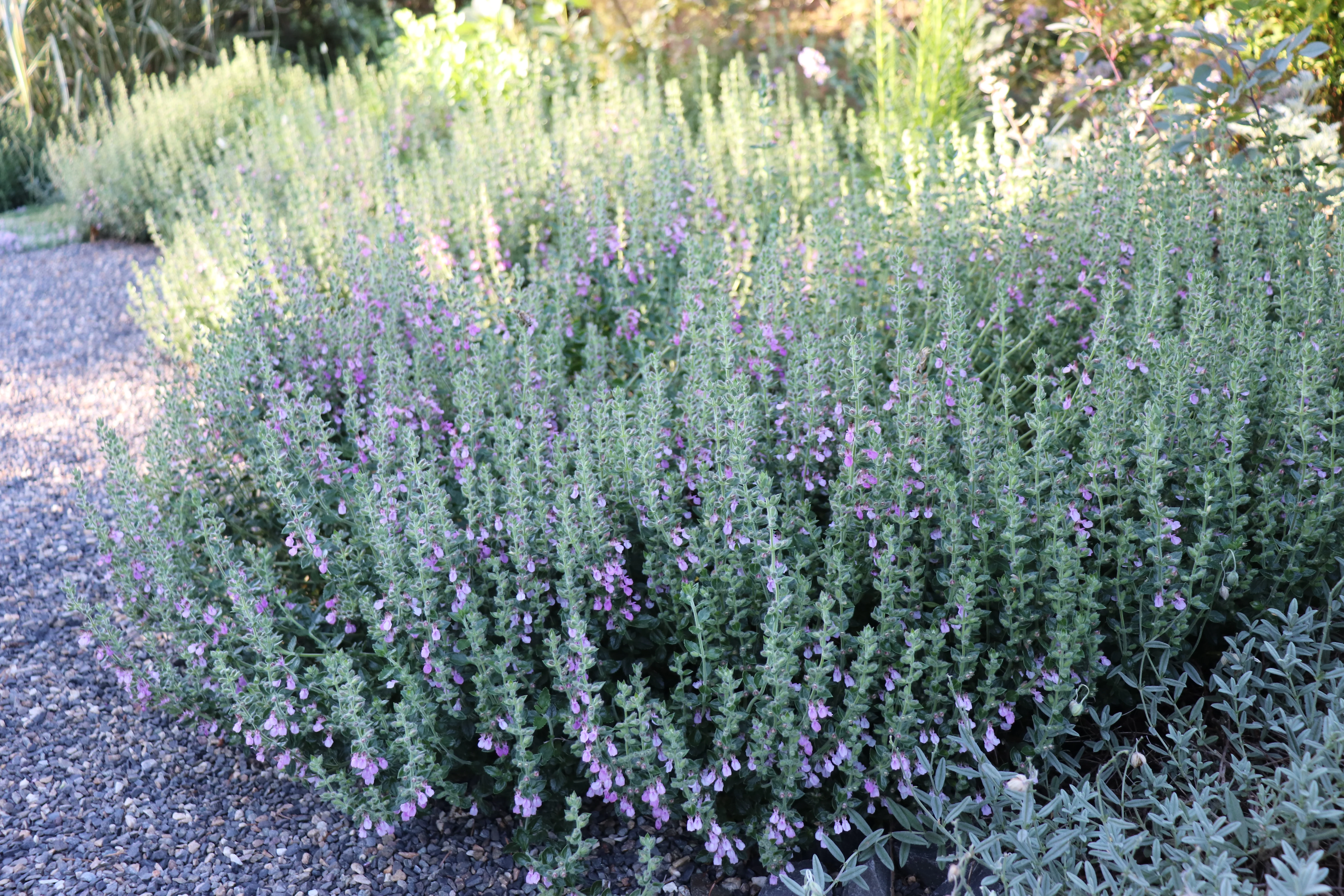 *RETAIL - Teucrium chamaedrys - Image 2