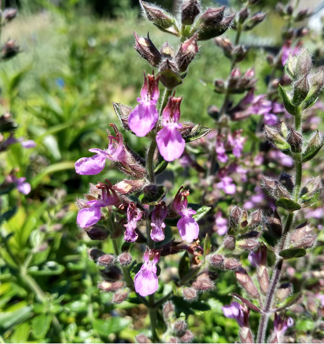 *RETAIL - Teucrium chamaedrys - Image 3