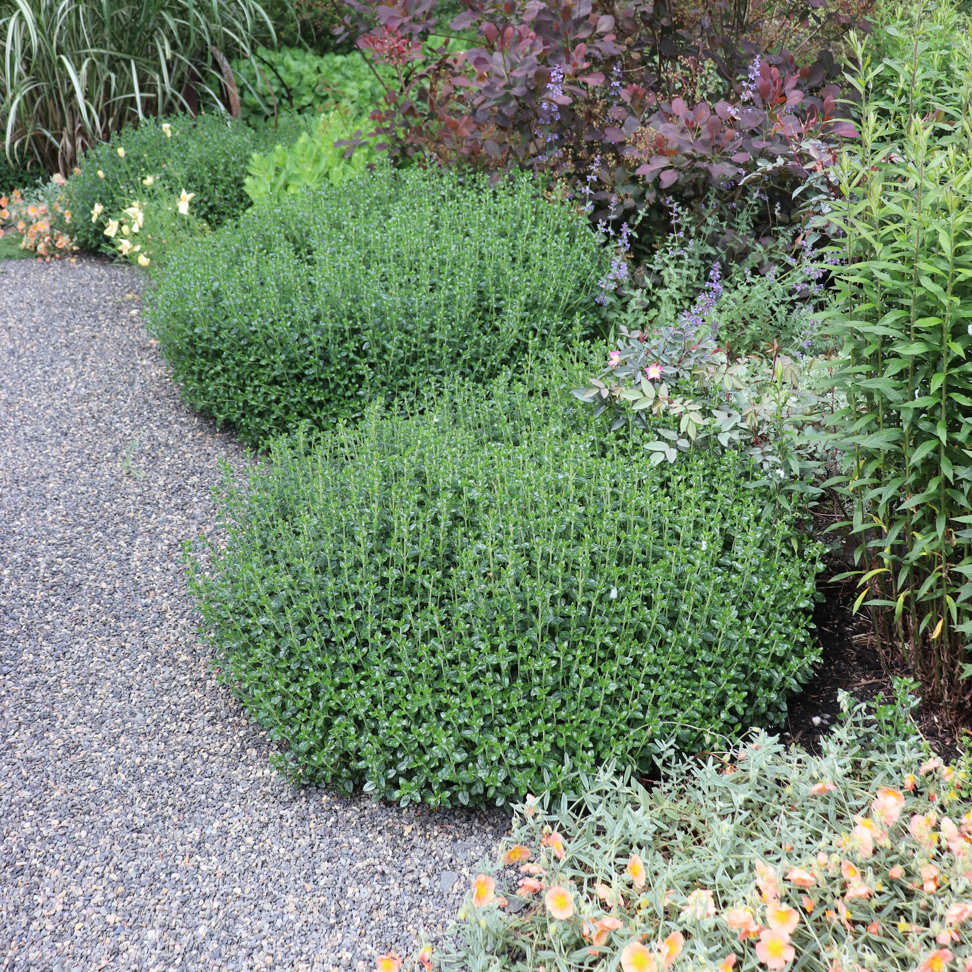 *RETAIL - Teucrium chamaedrys - Image 4