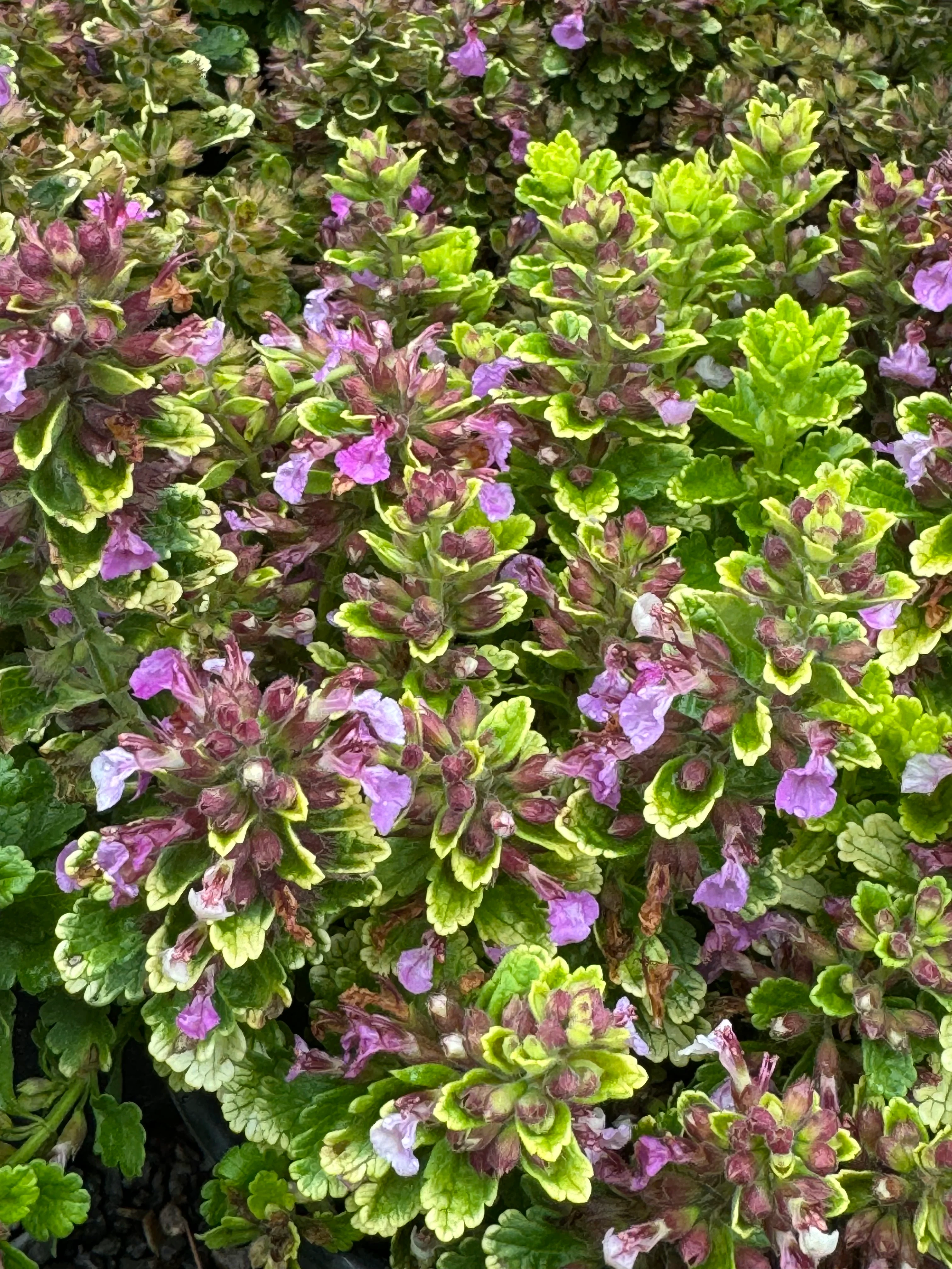 *RETAIL - Teucrium chamaedrys 'Summer Sunshine' - Image 2