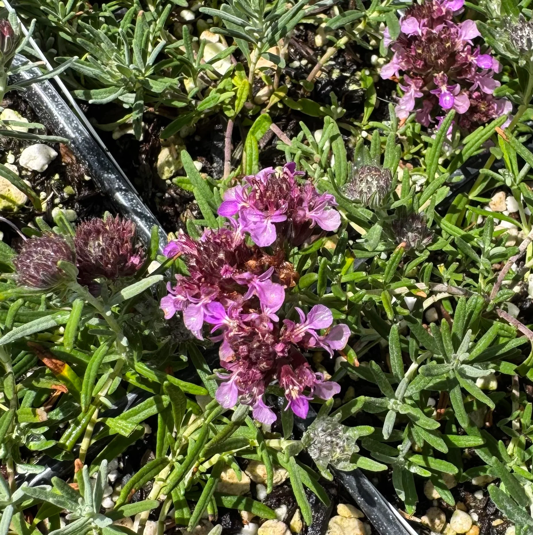 *RETAIL - Teucrium cossonii - Image 2