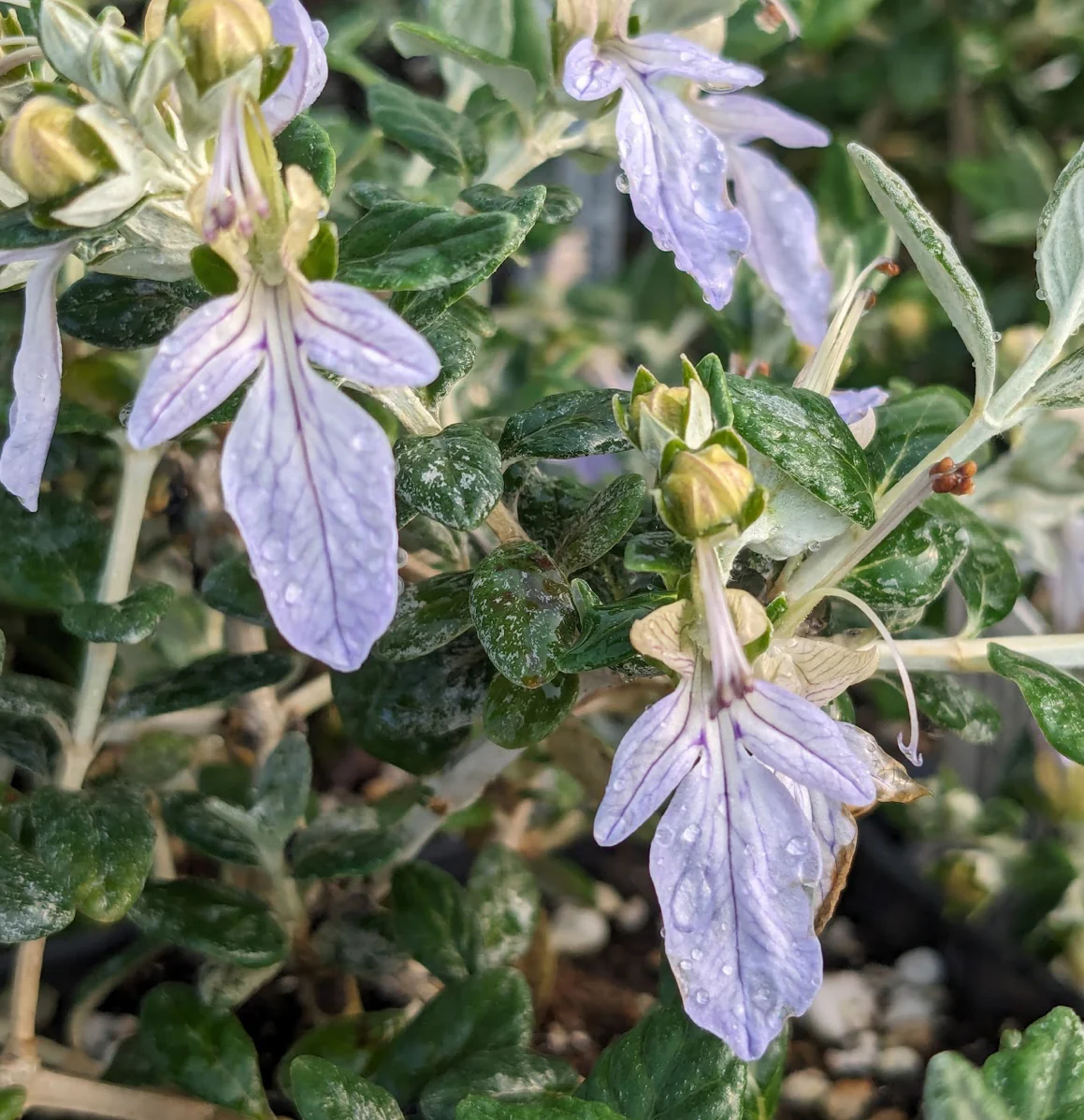 *RETAIL - Teucrium fruticans