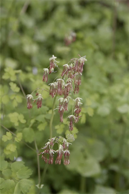 *RETAIL - Thalictrum occidentale - Image 2