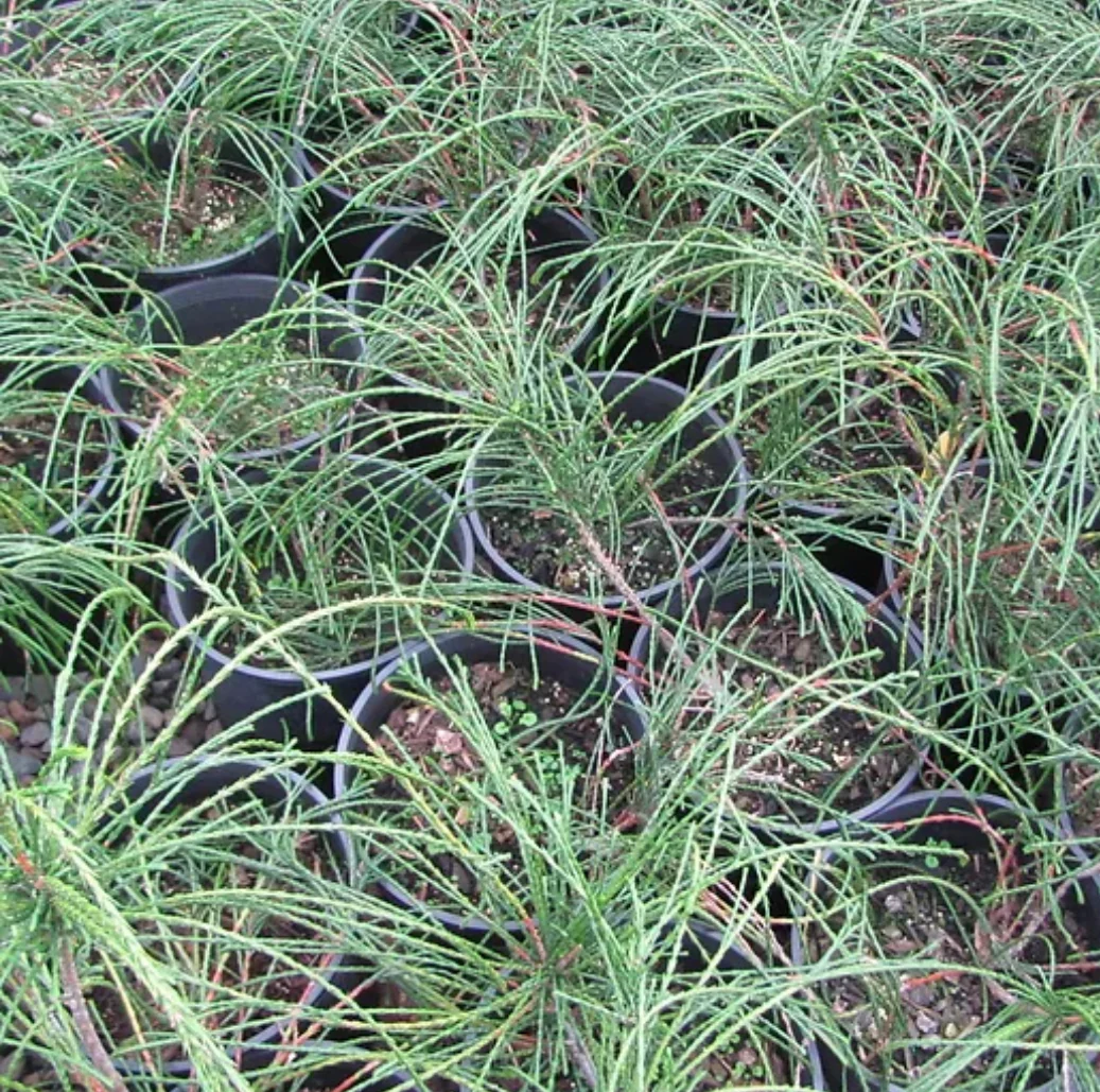 *RETAIL - Thuja plicata 'Whipcord' - Image 2