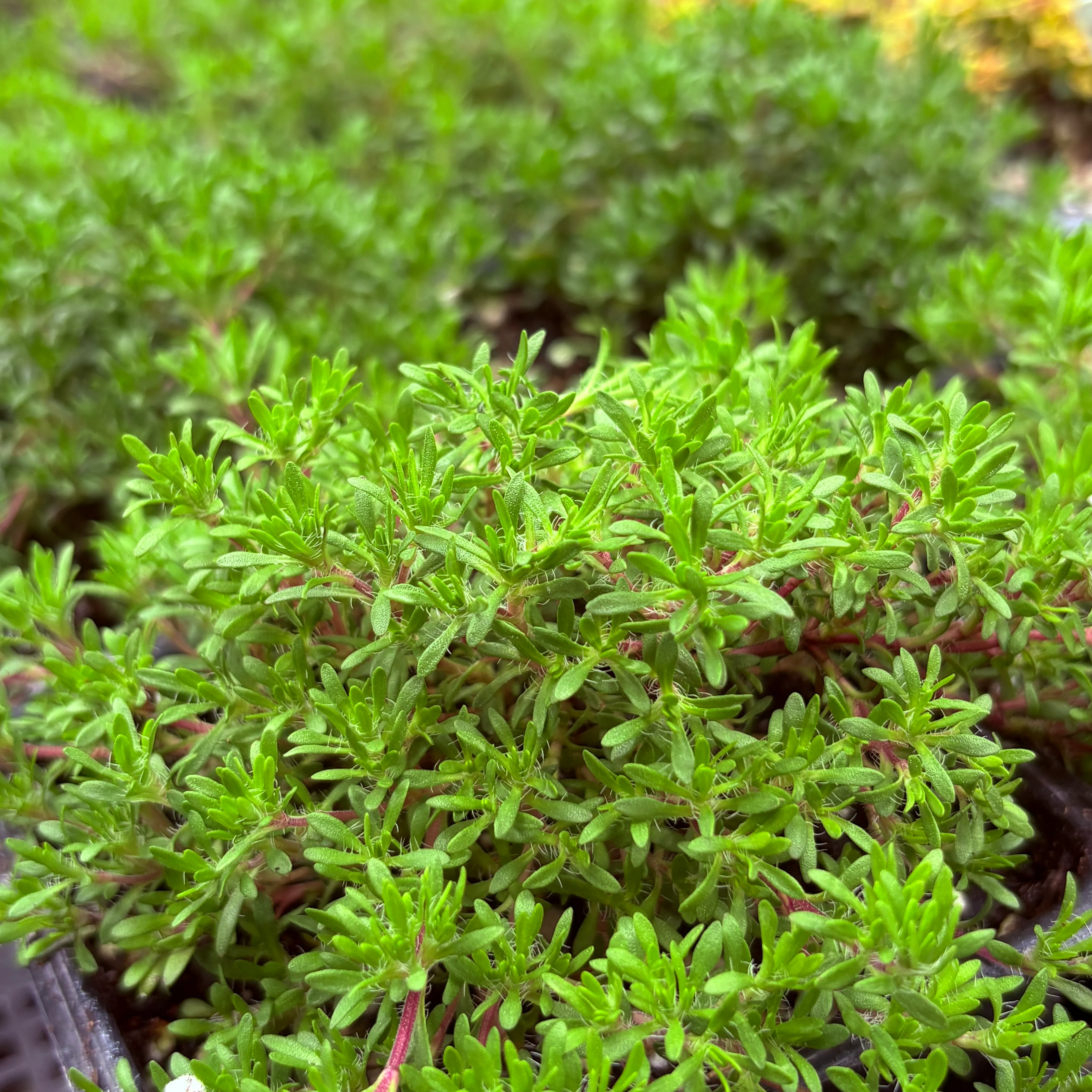 *RETAIL - Thymus caespititius 'Tuffet' - Image 2
