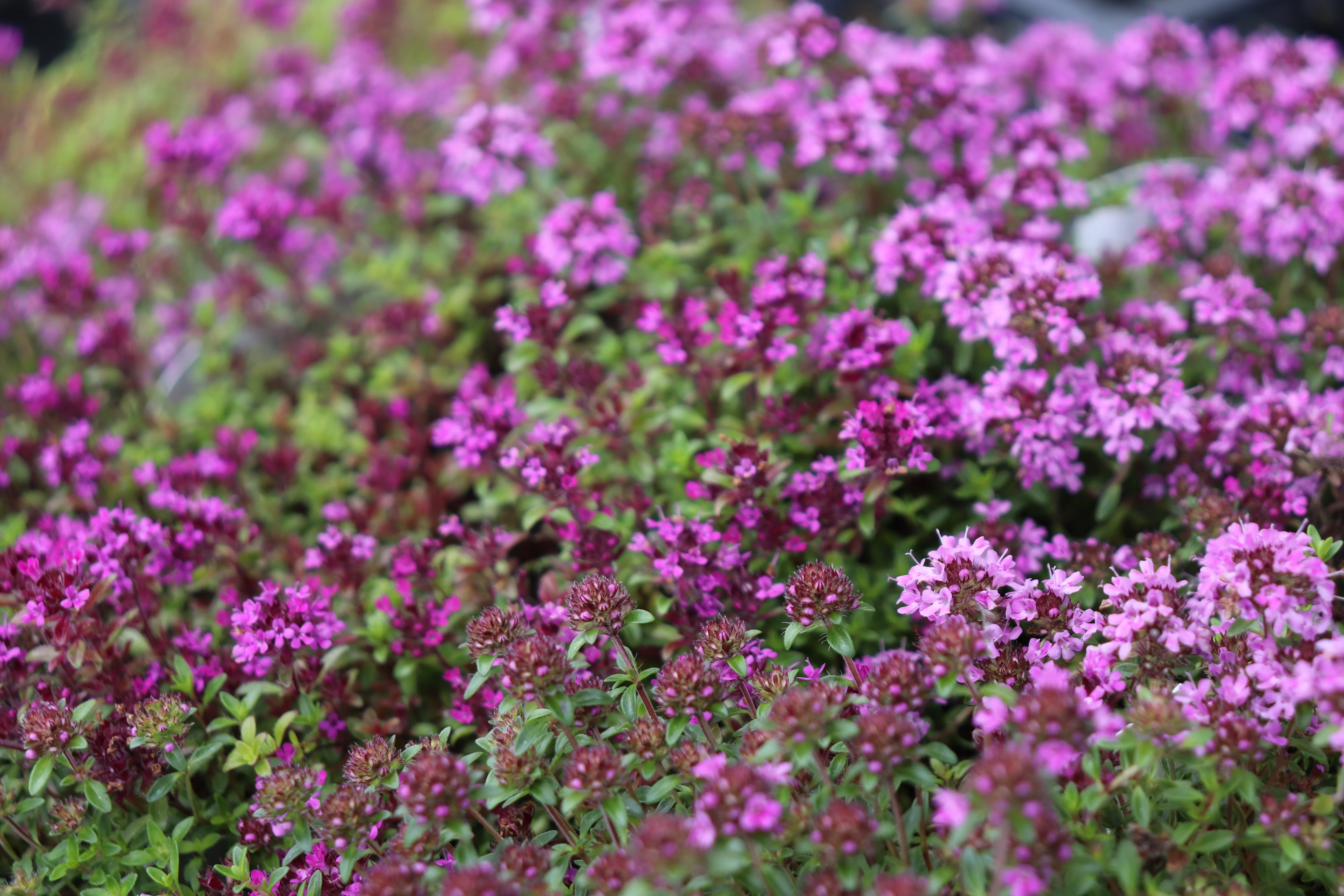 *RETAIL - Thymus praecox ssp. arcticus 'Coccineus'
