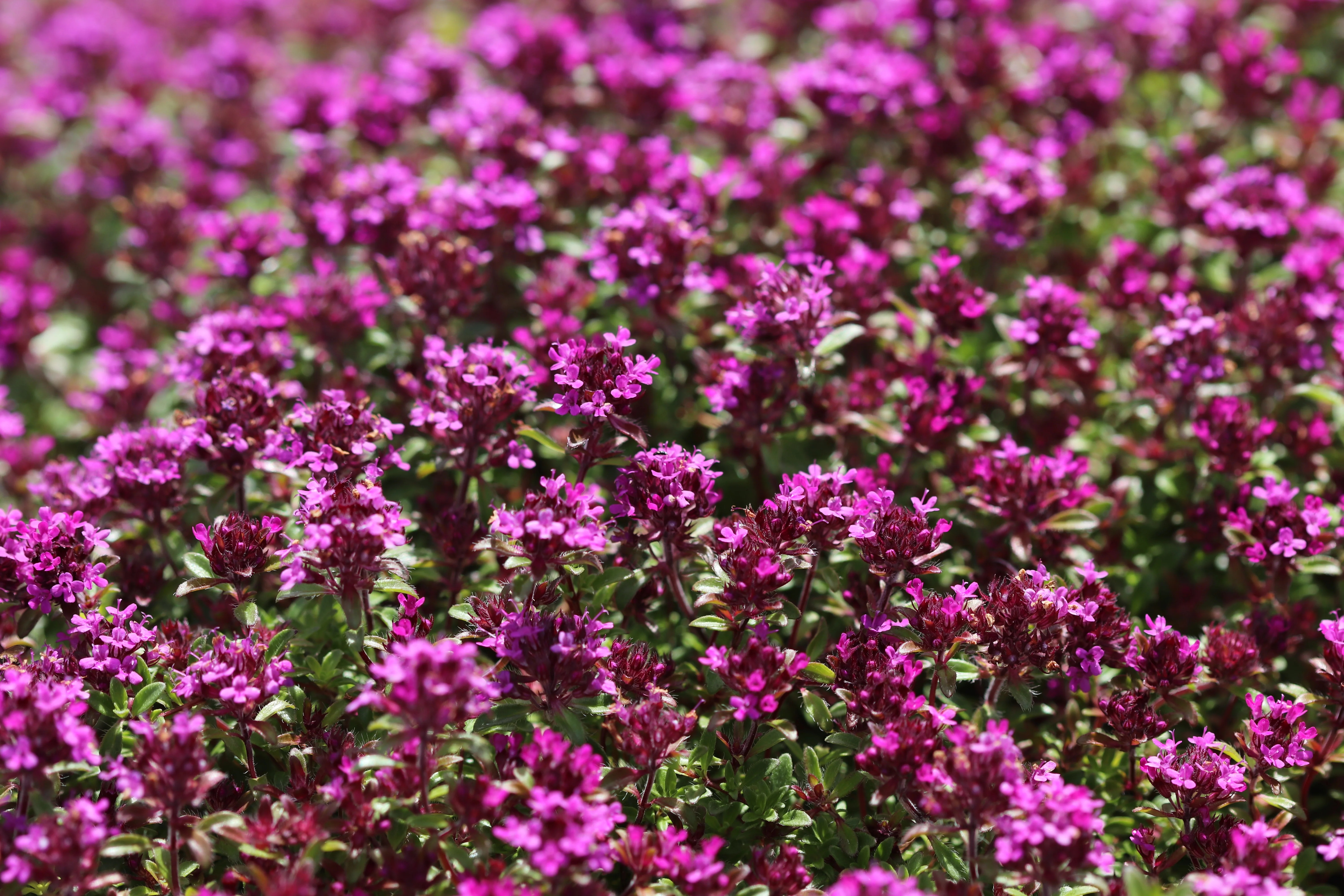 *RETAIL - Thymus praecox ssp. arcticus 'Coccineus' - Image 2