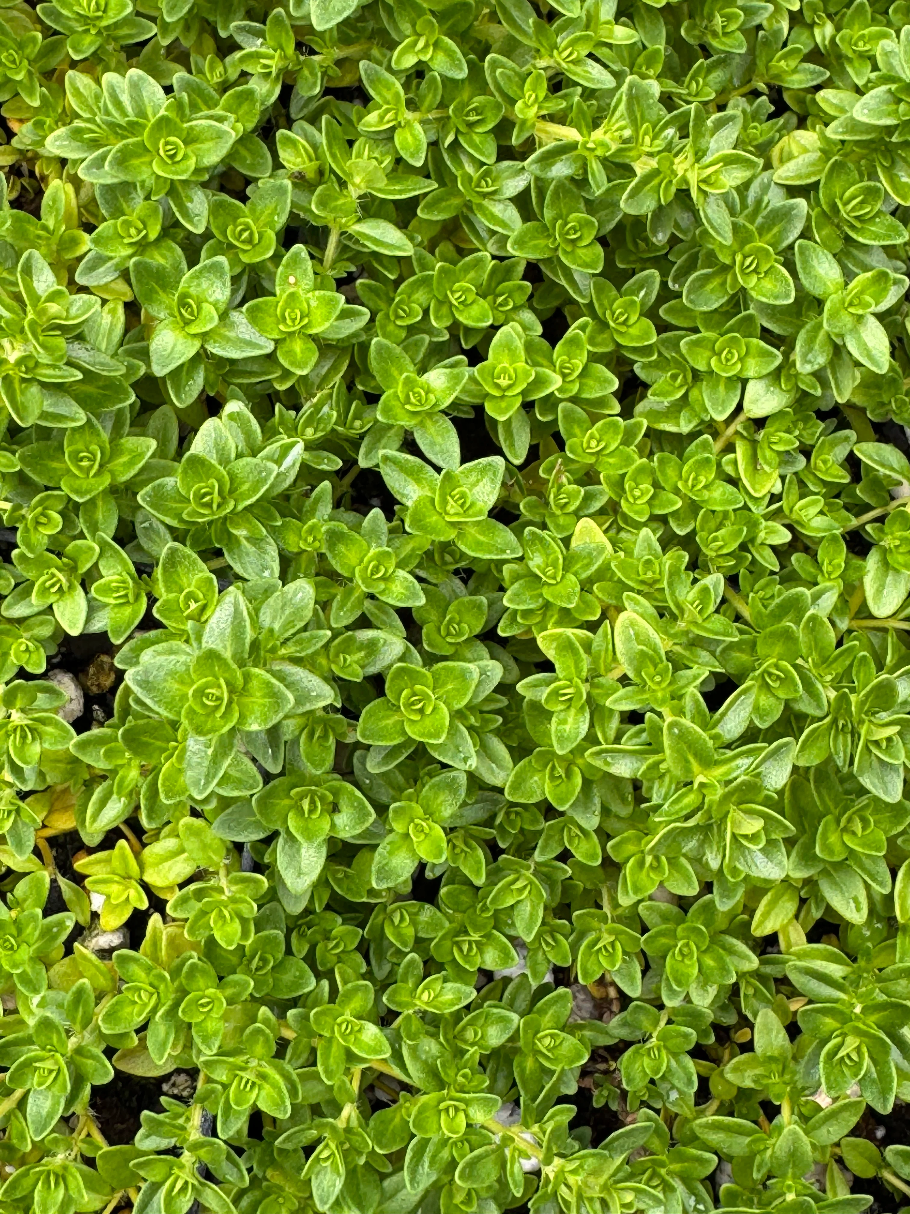 *RETAIL - Thymus quinquecostatus f. albus