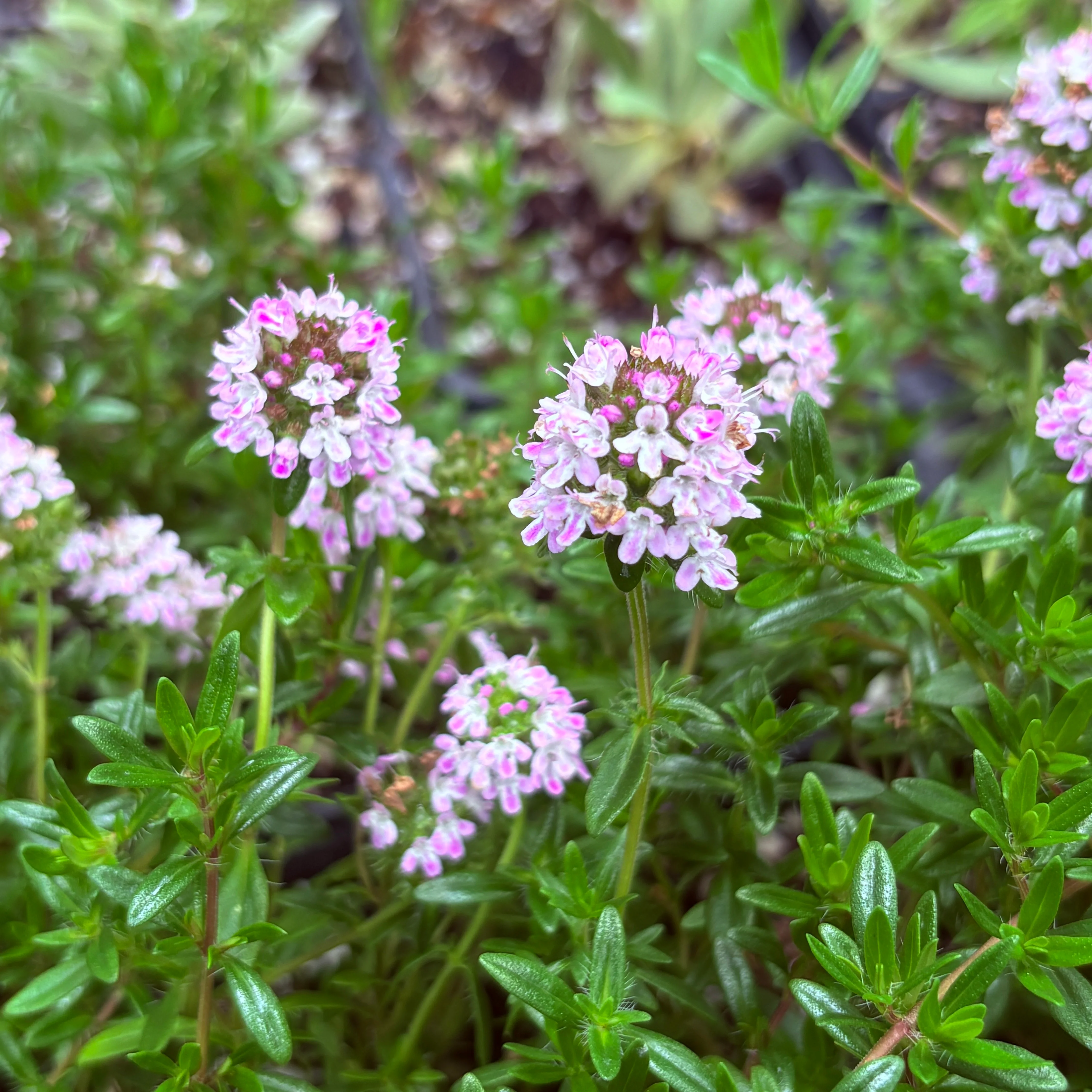*RETAIL - Thymus vulgaris 'Jekka'
