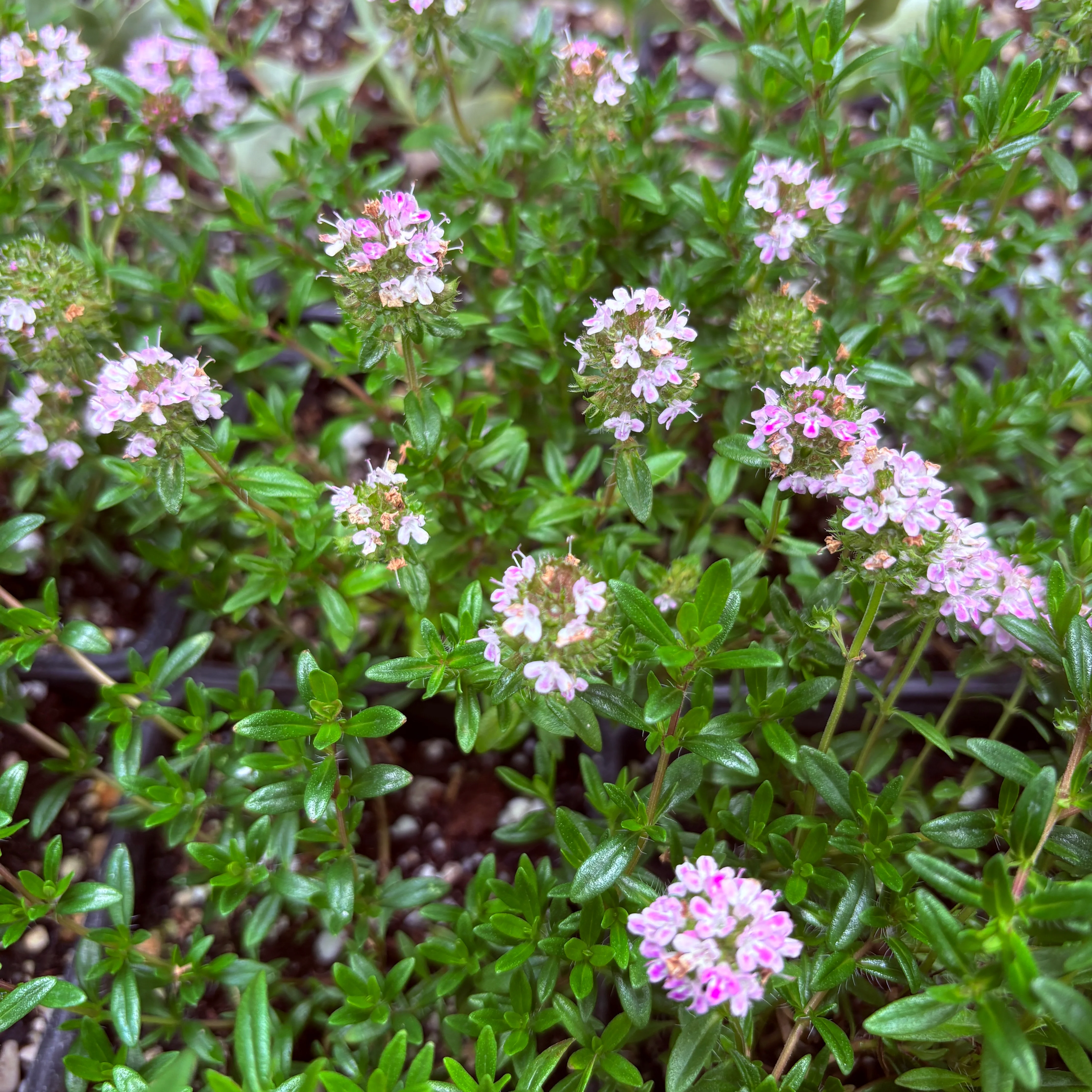 *RETAIL - Thymus vulgaris 'Jekka' - Image 2