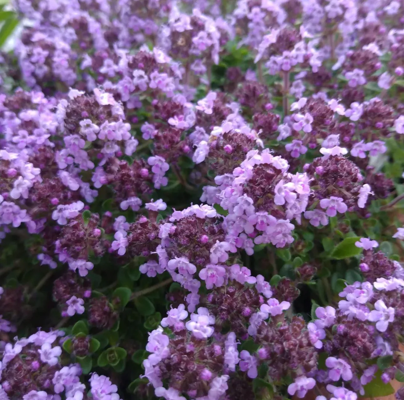 *RETAIL - Thymus sp. 'Caborn Wine and Roses'