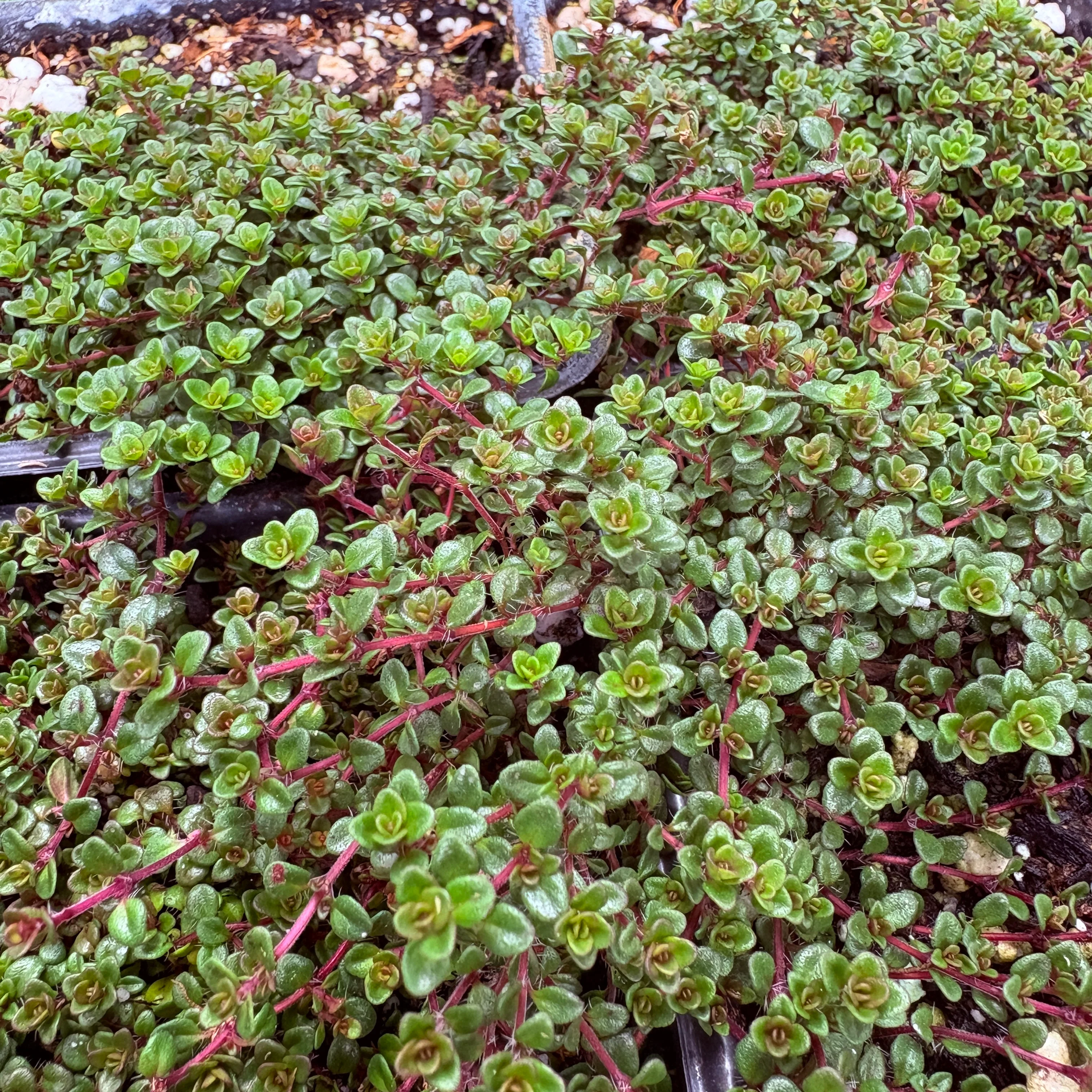 *RETAIL - Thymus sp. 'Caborn Wine and Roses' - Image 2
