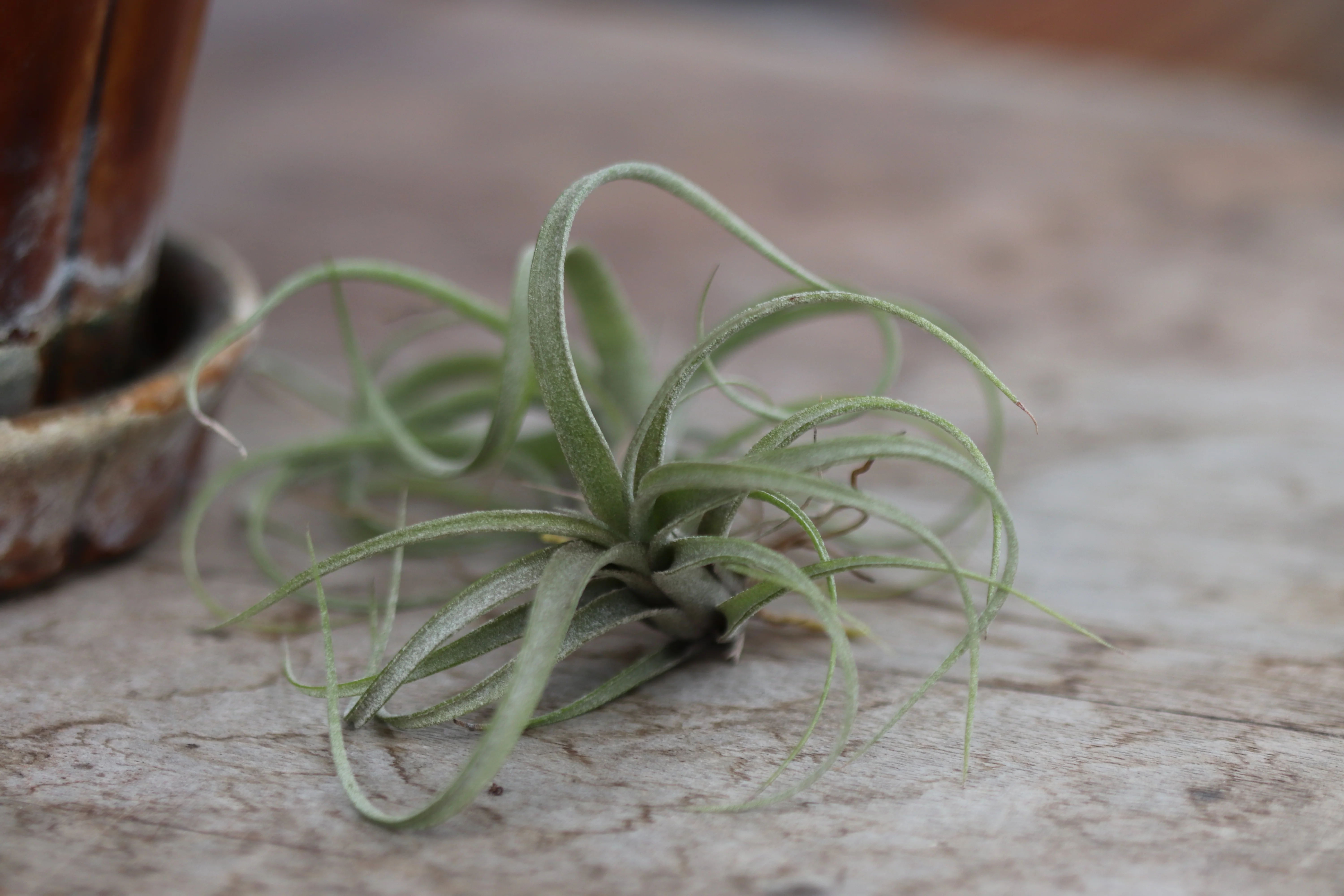 *RETAIL - Tillandsia sp. - Image 2