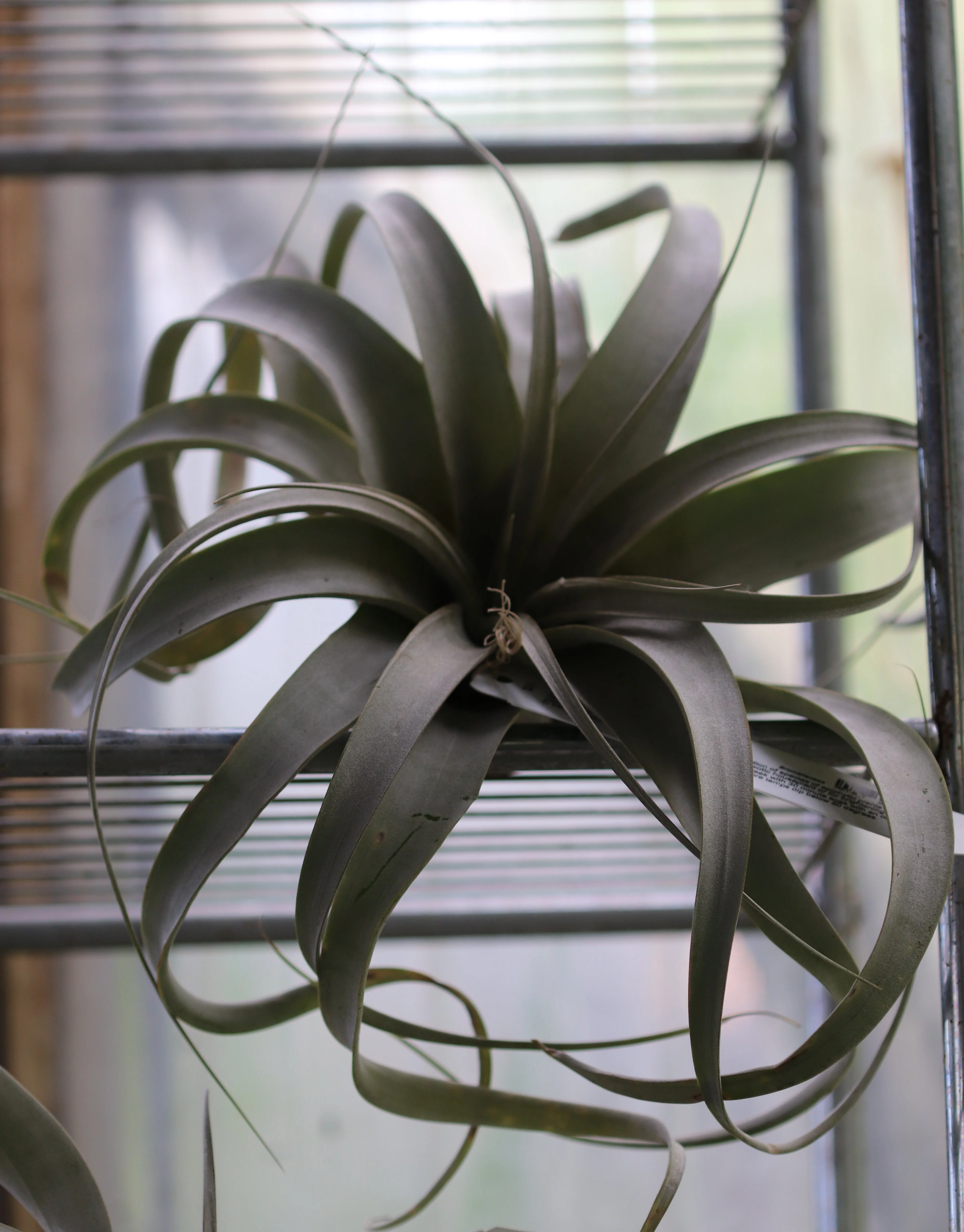 *RETAIL - Tillandsia sp. - Image 3