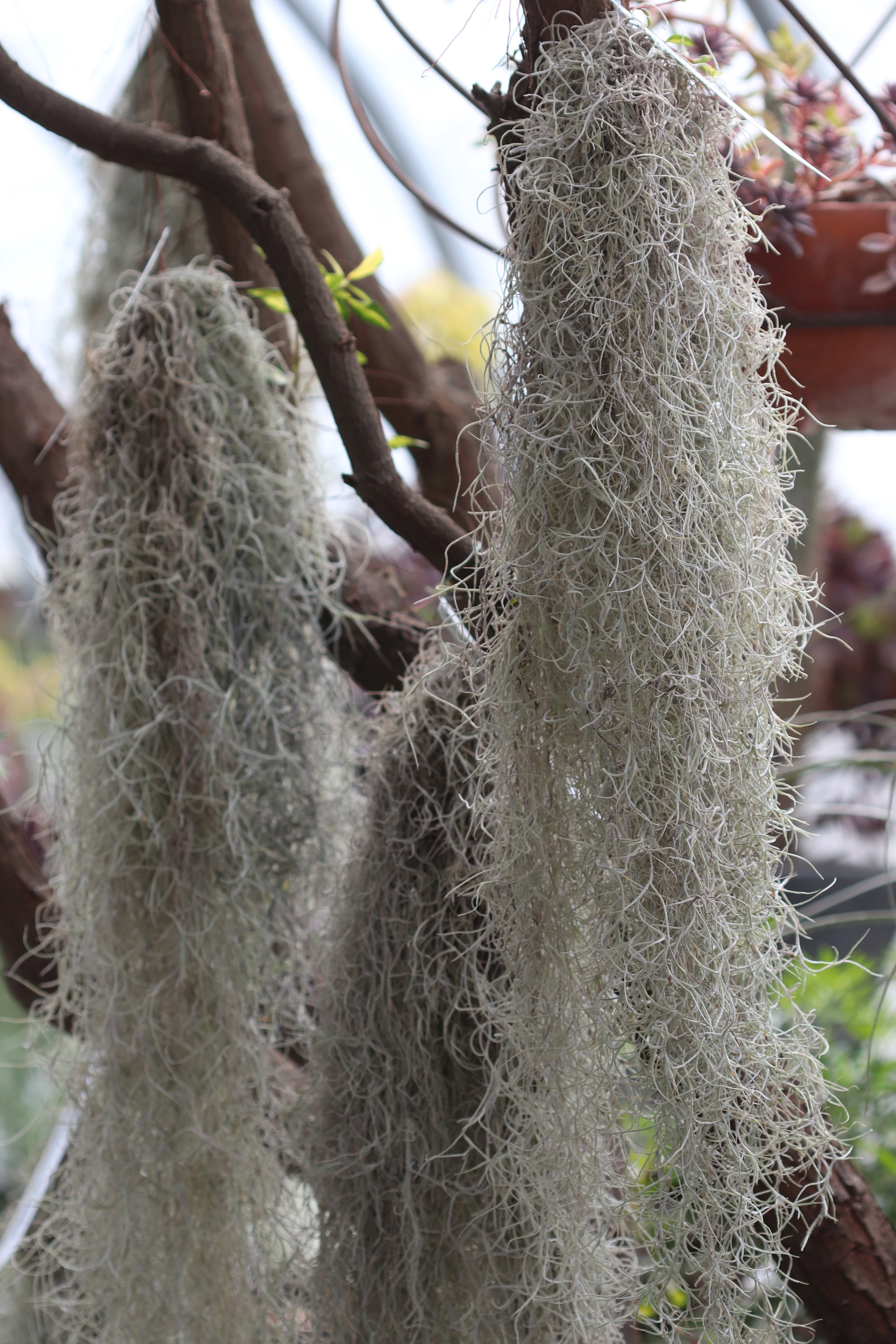 *RETAIL - Tillandsia usneoides