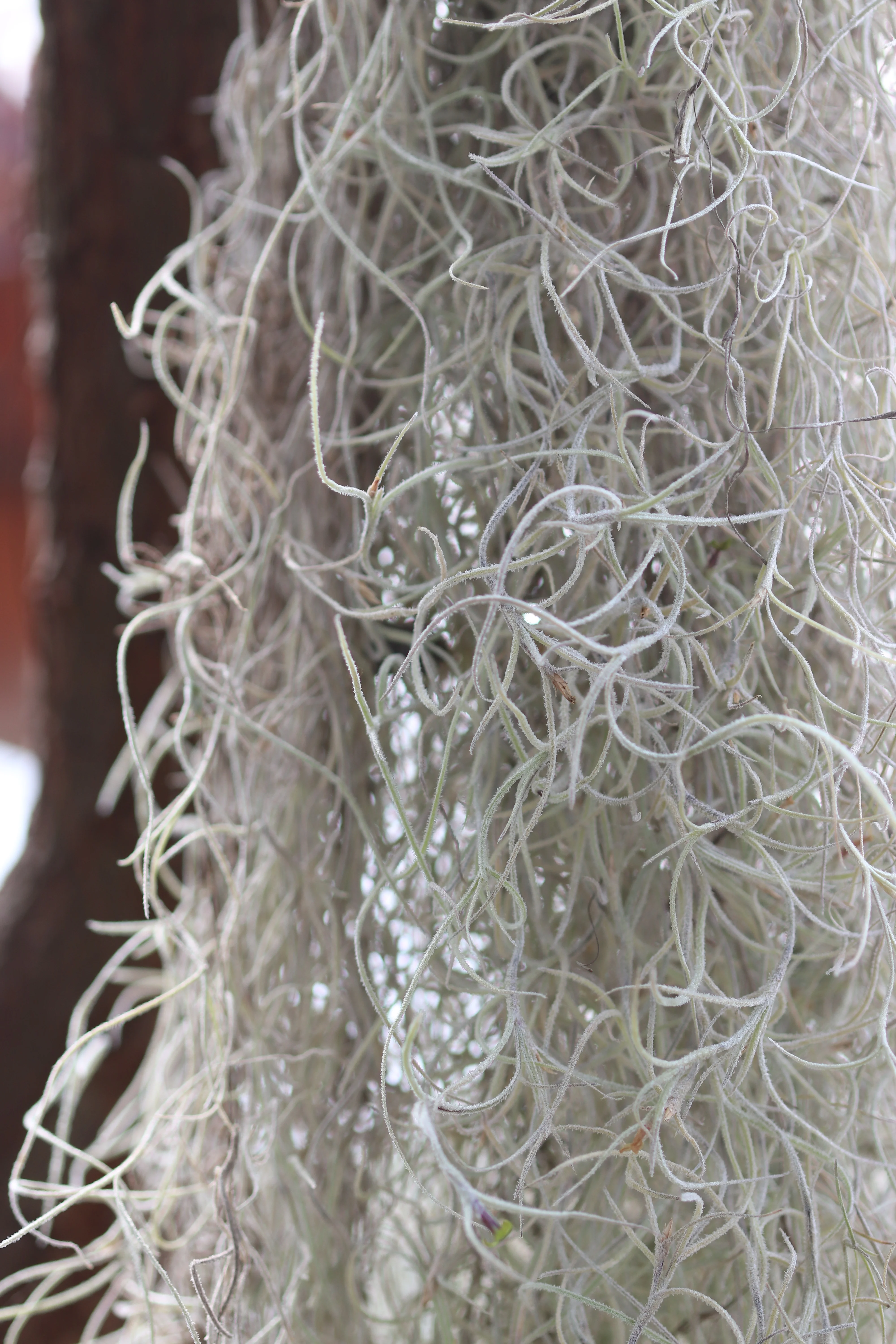 *RETAIL - Tillandsia usneoides - Image 2