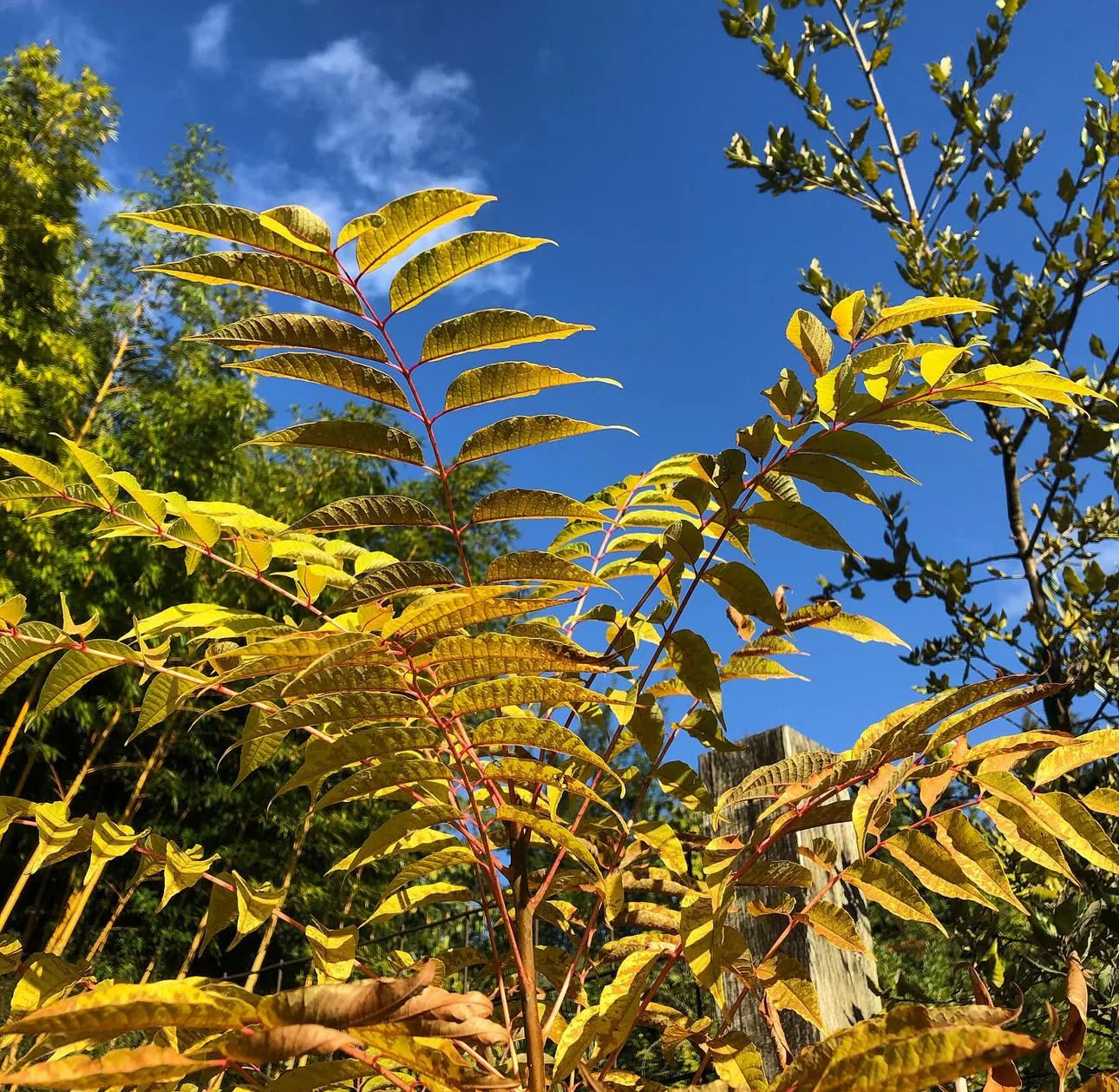 *RETAIL - Toona sinensis 'Flamingo' - Image 2