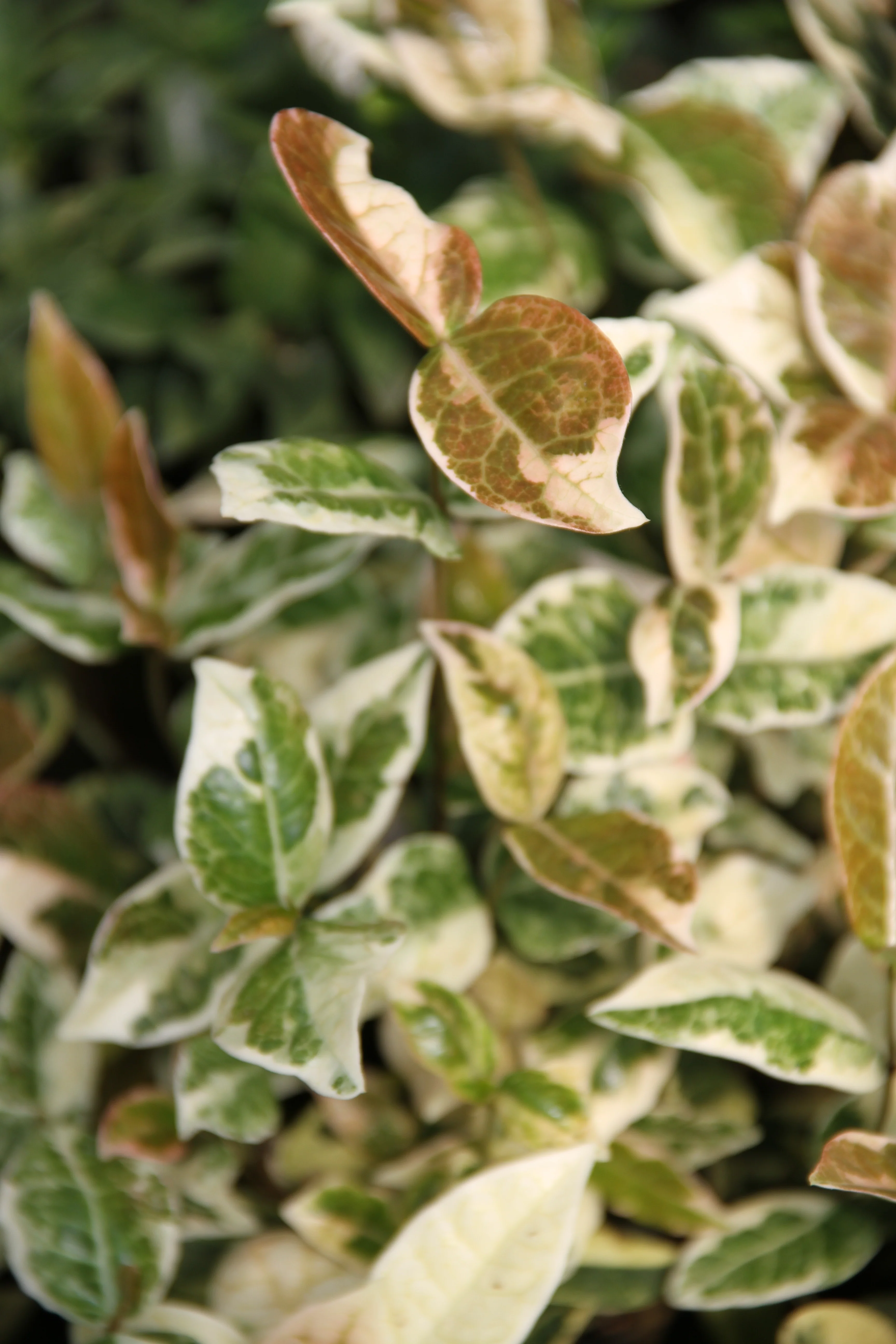 *RETAIL - Trachelospermum asiaticum