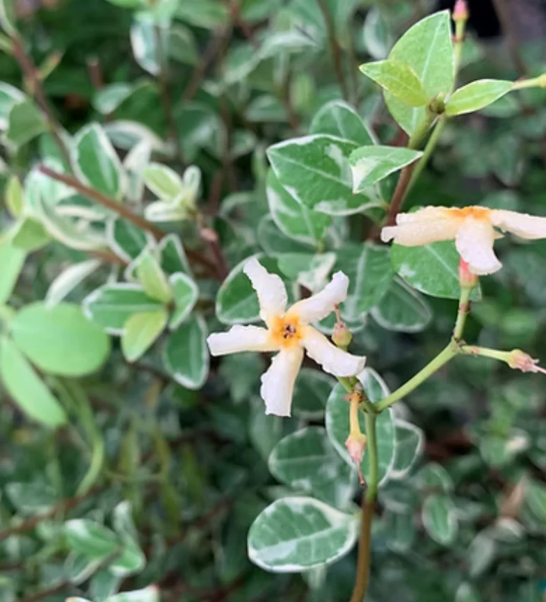 *RETAIL - Trachelospermum asiaticum - Image 2