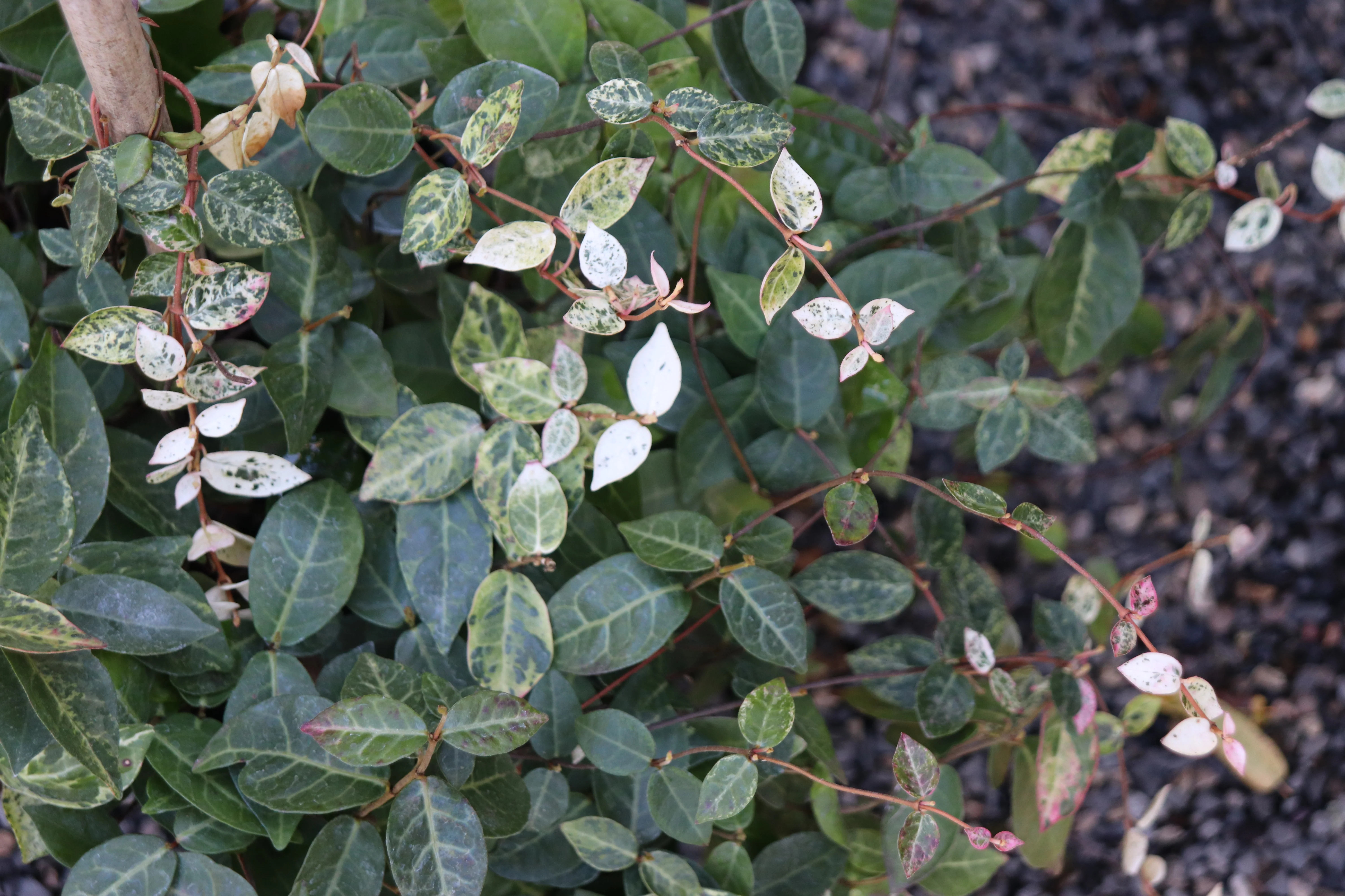 *RETAIL - Trachelospermum asiaticum 'Hatsuyuki'