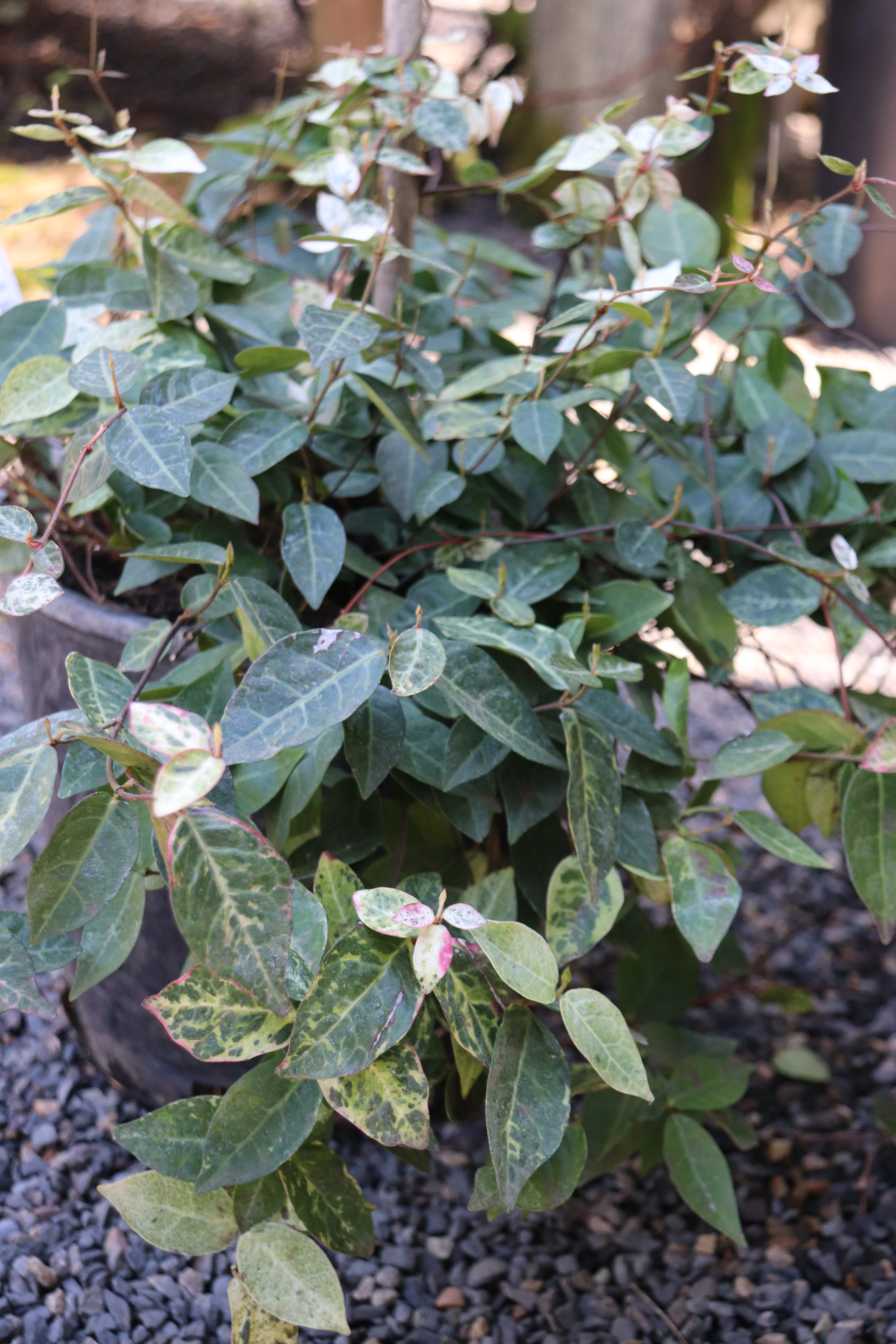 *RETAIL - Trachelospermum asiaticum 'Hatsuyuki' - Image 2