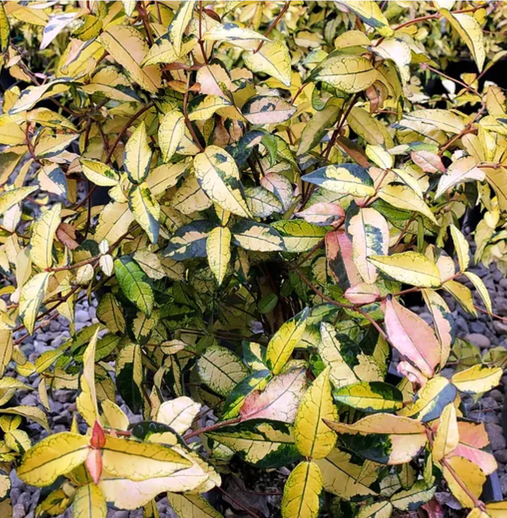 *RETAIL - Trachelospermum asiaticum 'Ogon Nishiki' - Image 3