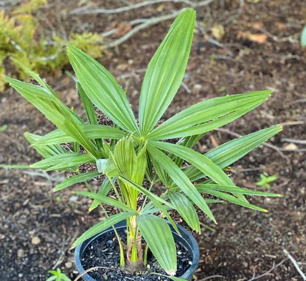 *RETAIL - Trachycarpus fortunei - Image 2